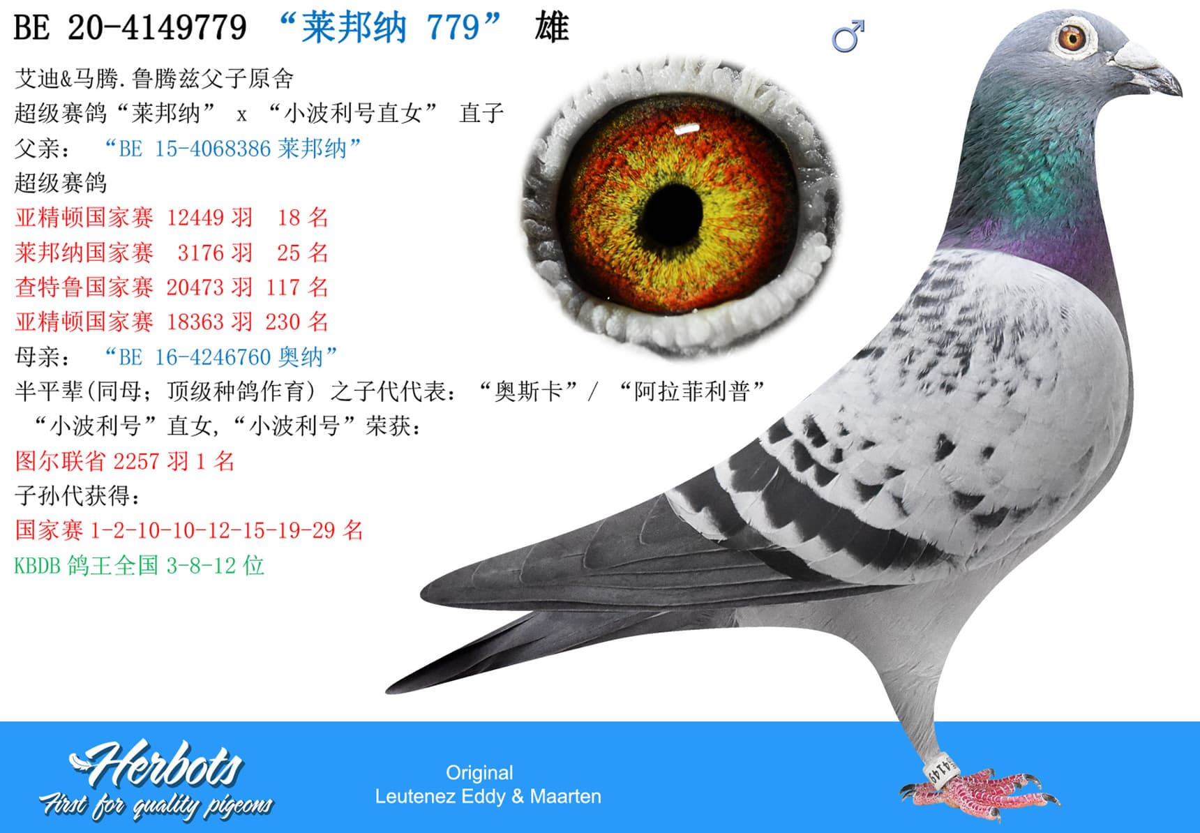 pigeon: undefined
