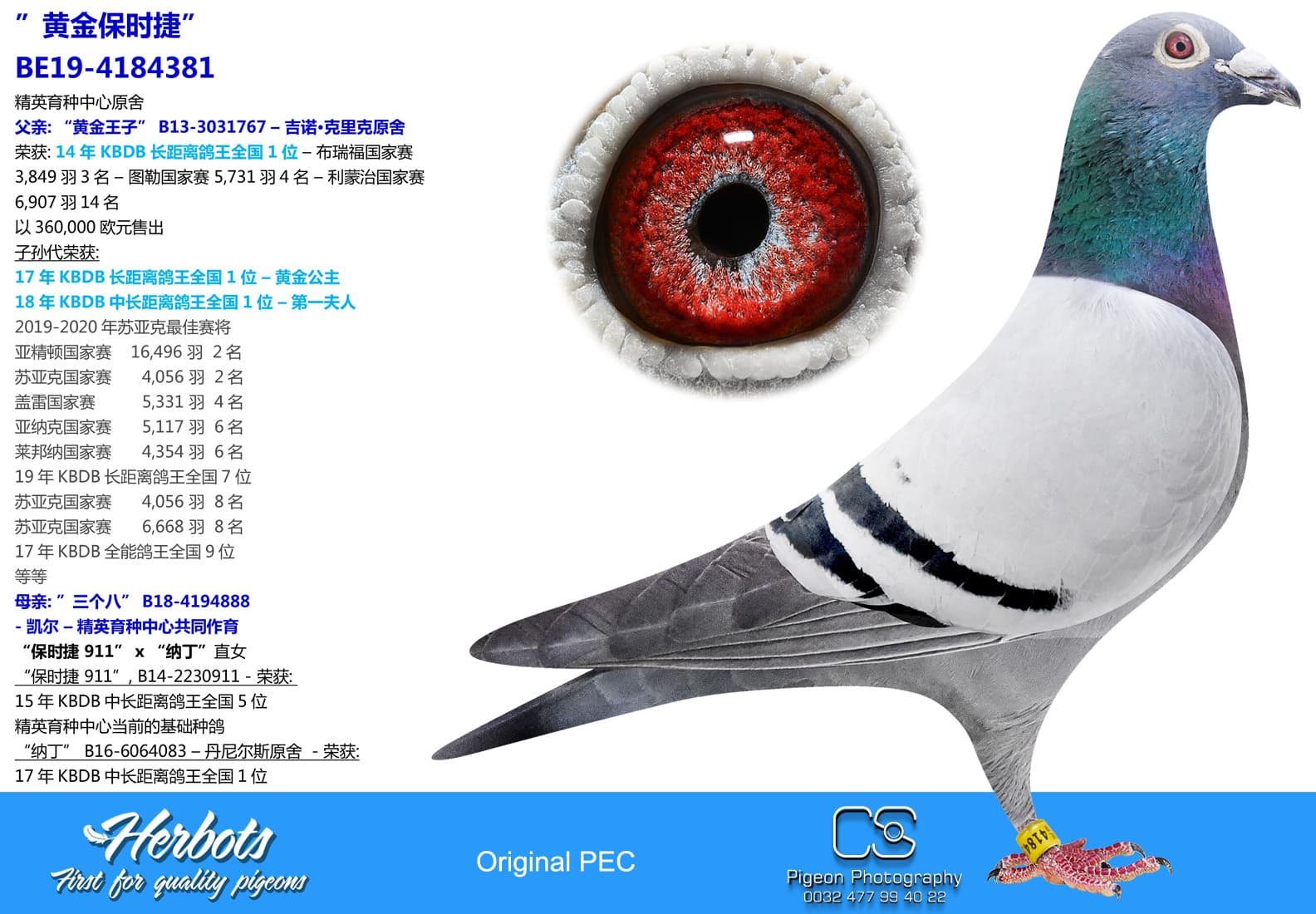 pigeon: undefined
