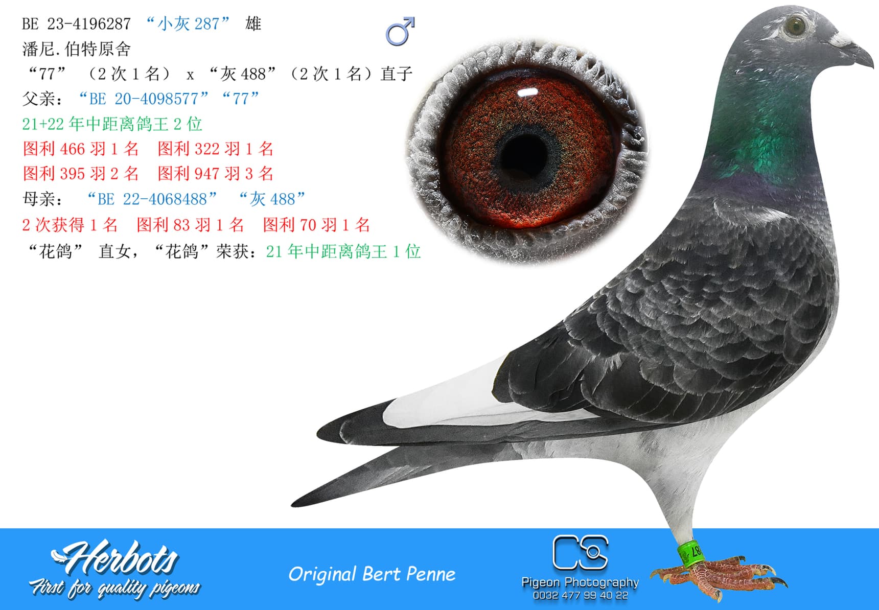 pigeon: undefined