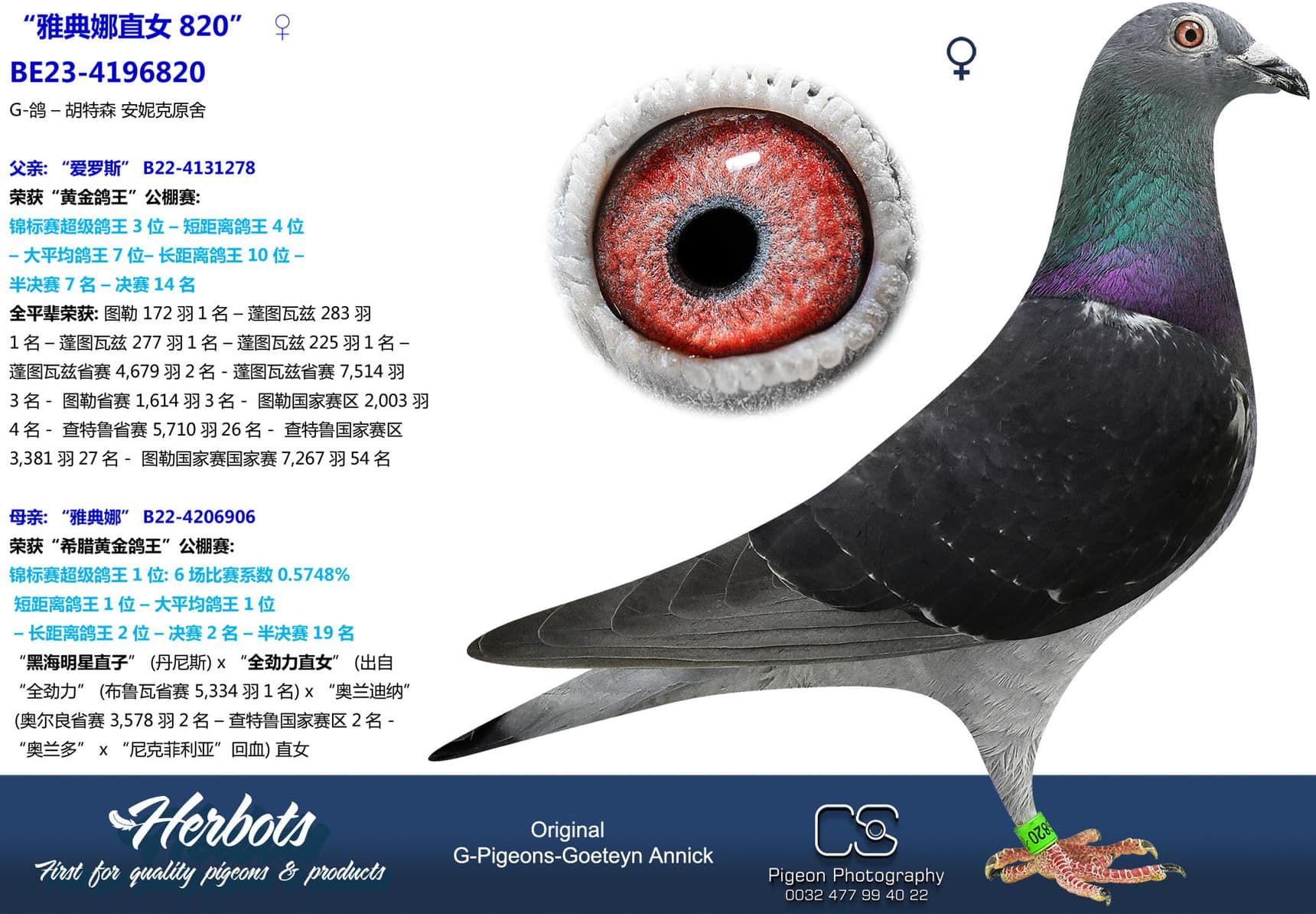 pigeon: undefined