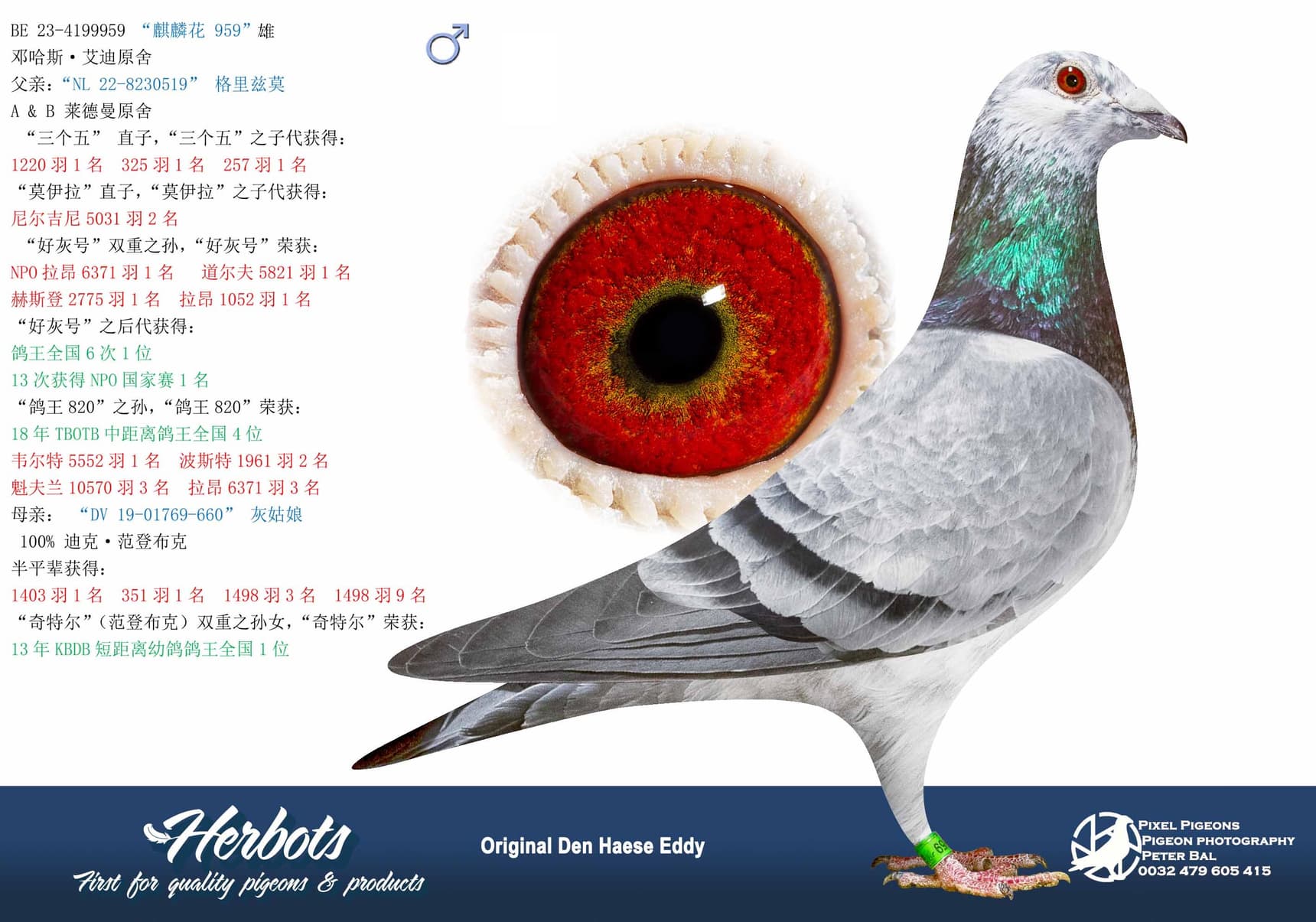 pigeon: undefined