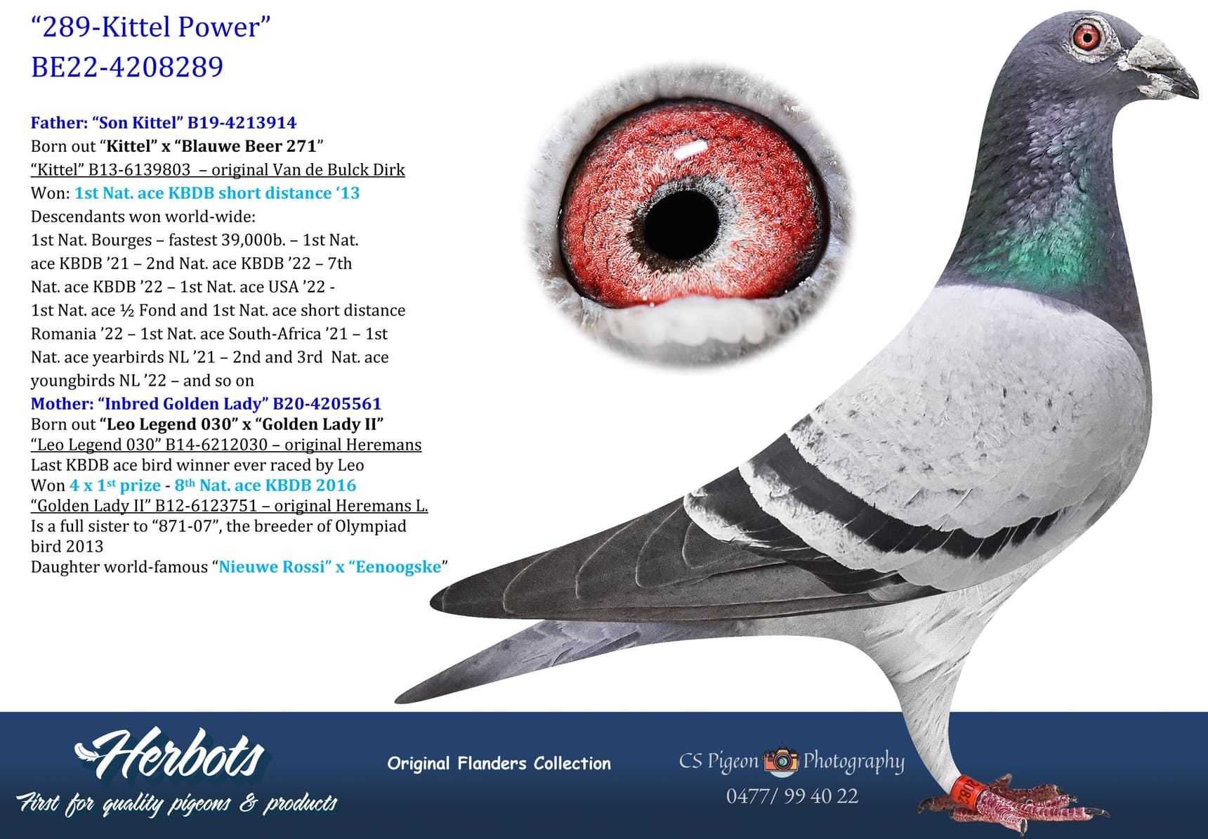 pigeon: undefined