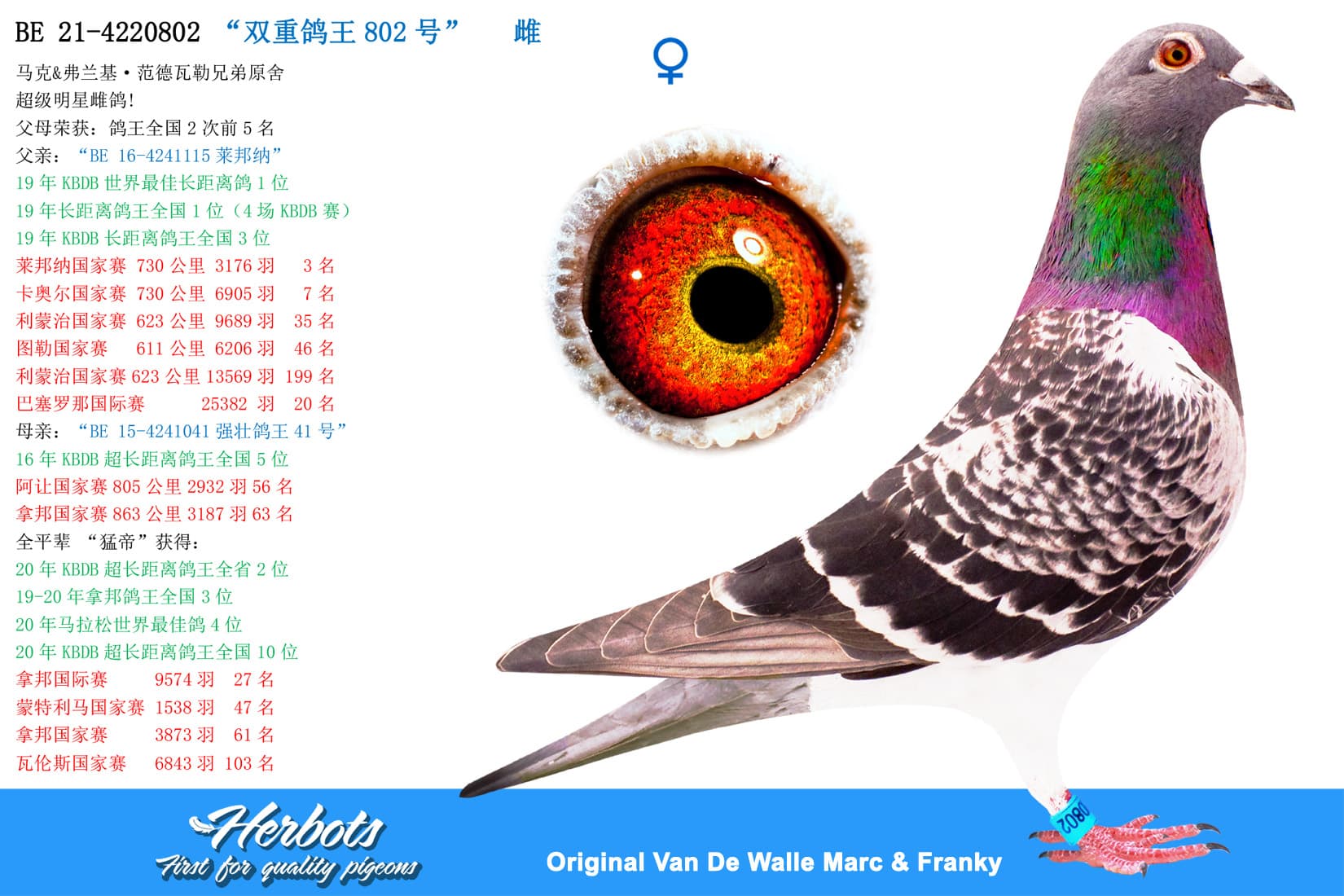 pigeon: undefined
