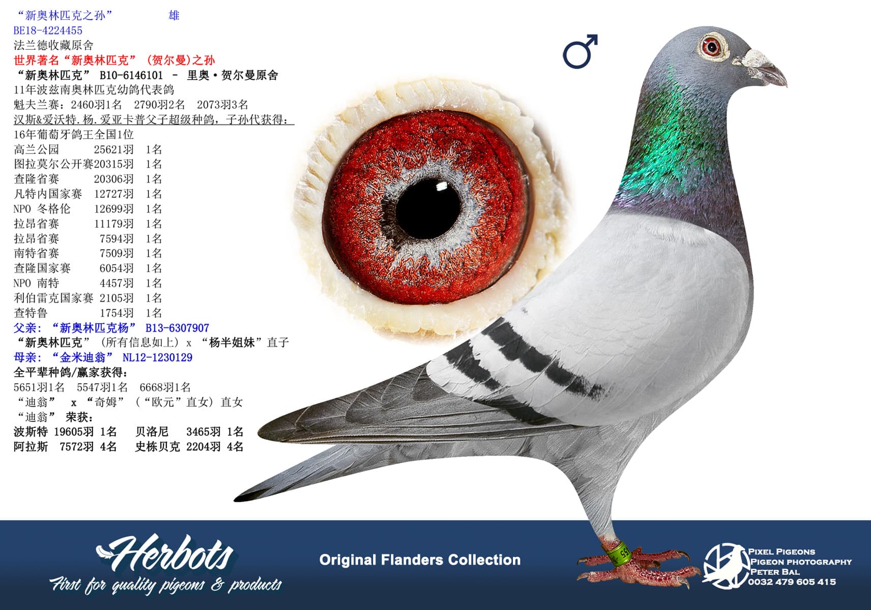 pigeon: undefined