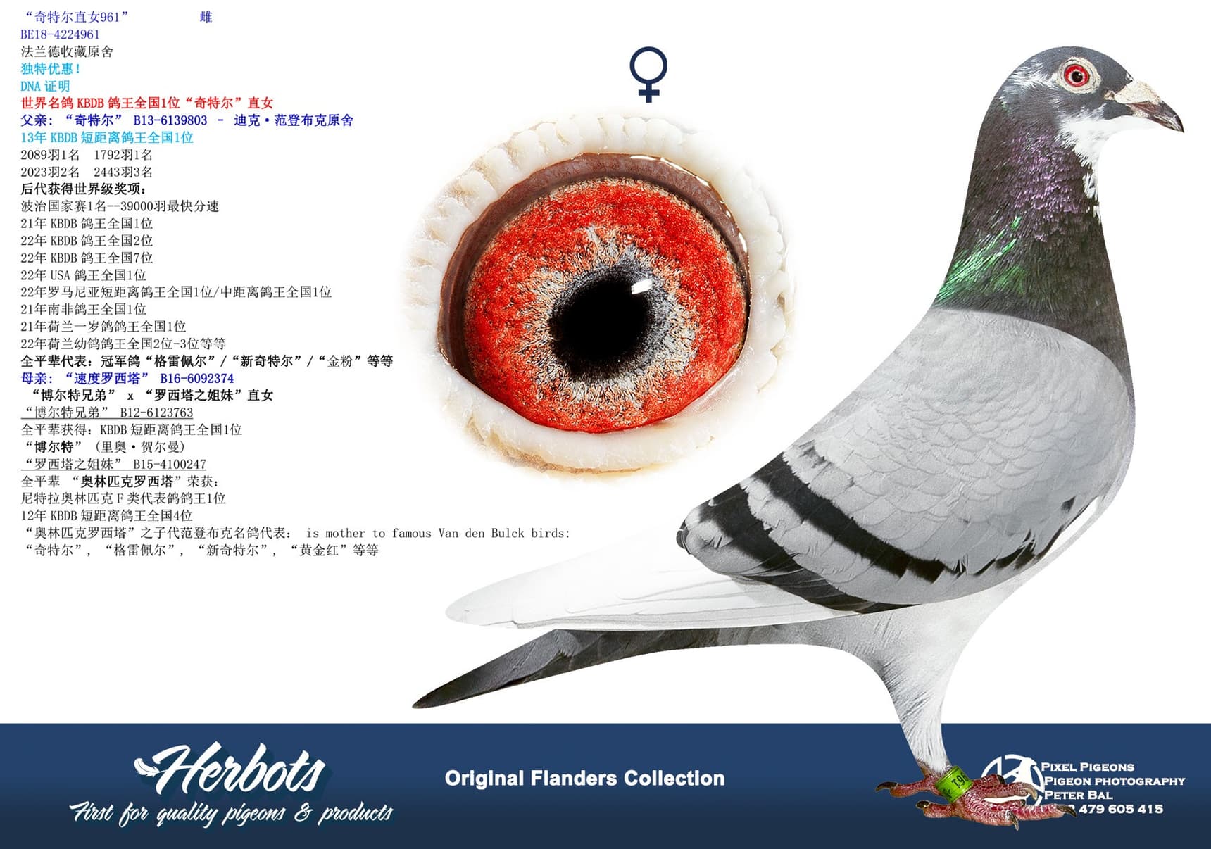pigeon: undefined