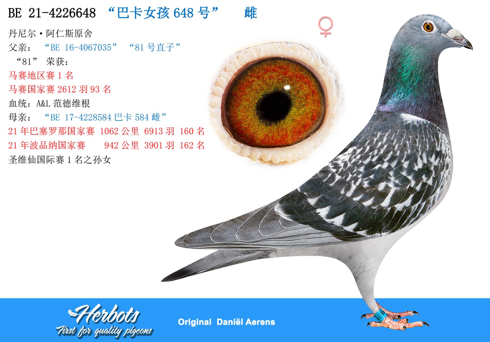 pigeon: undefined