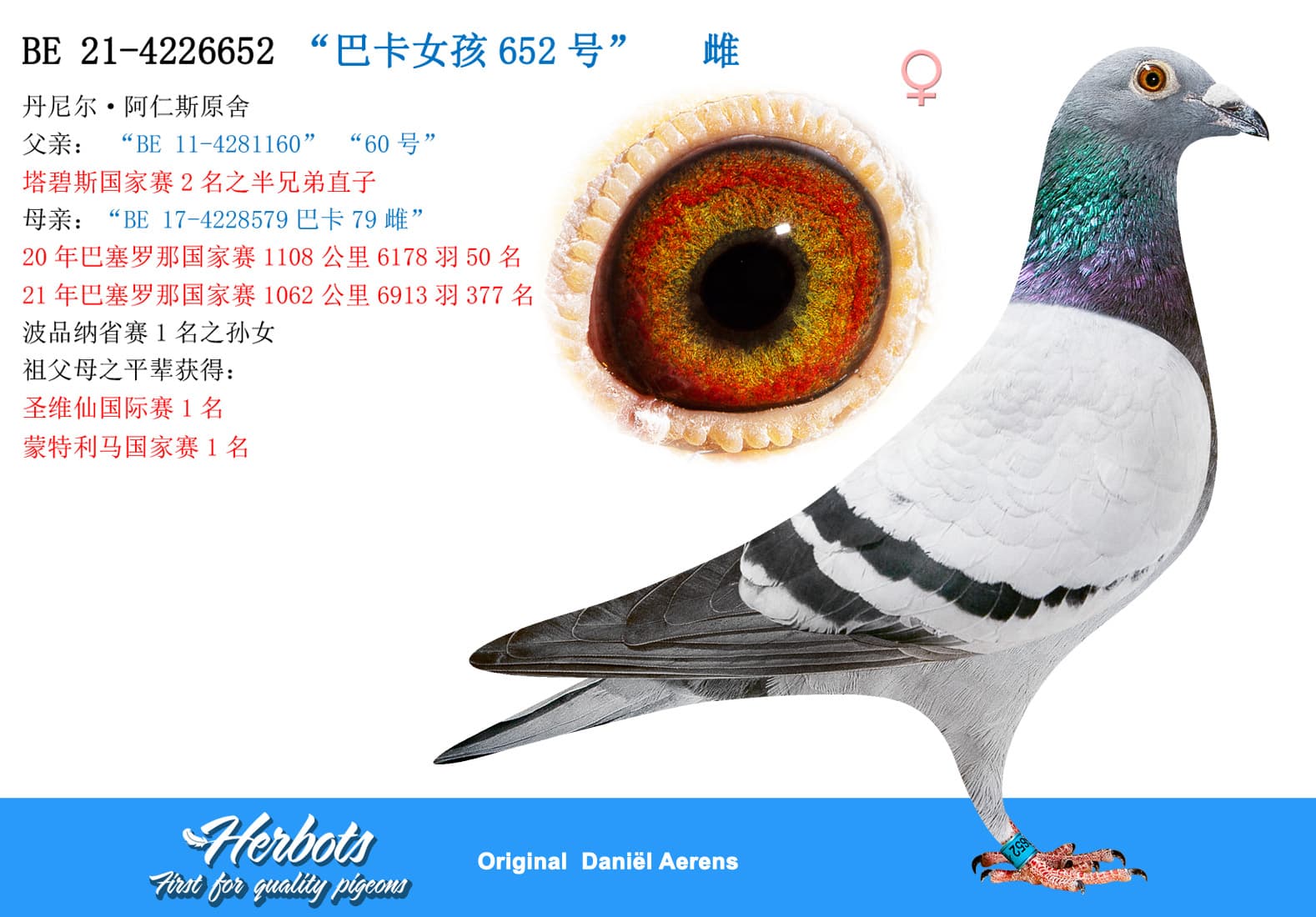 pigeon: undefined
