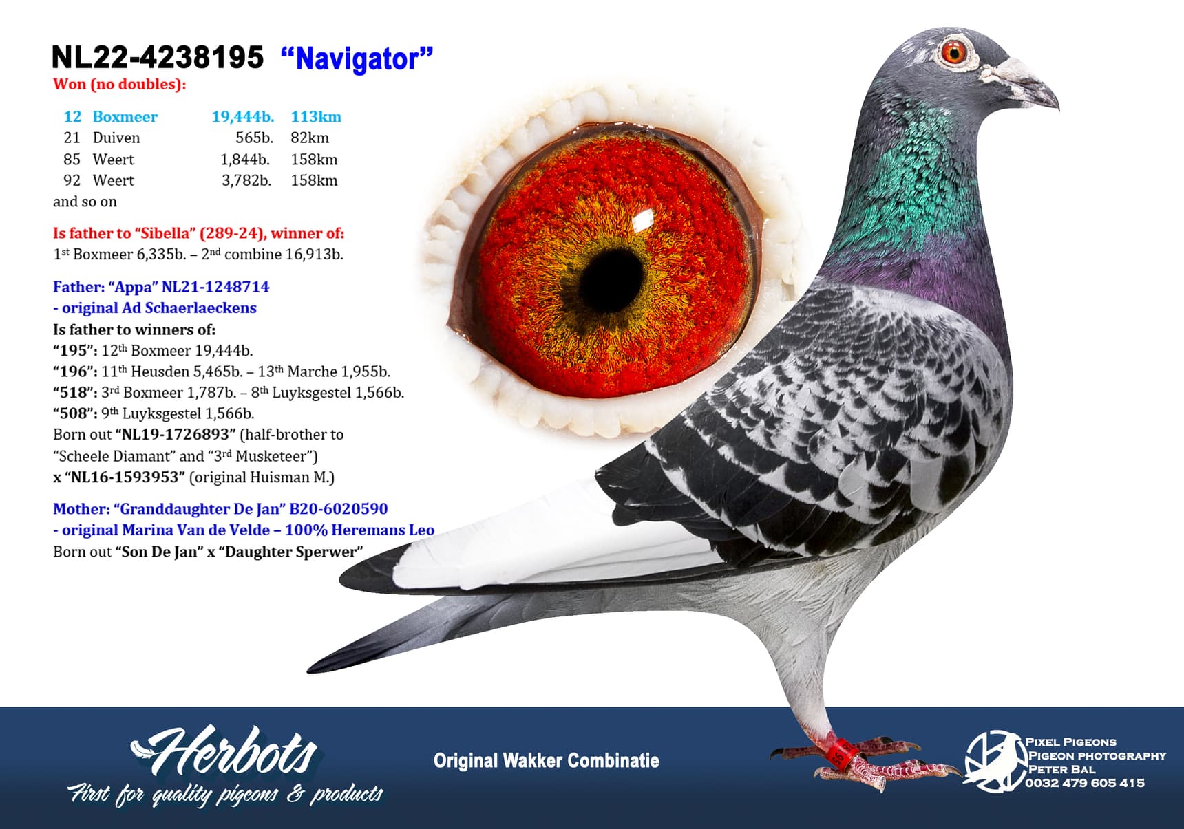 pigeon: undefined