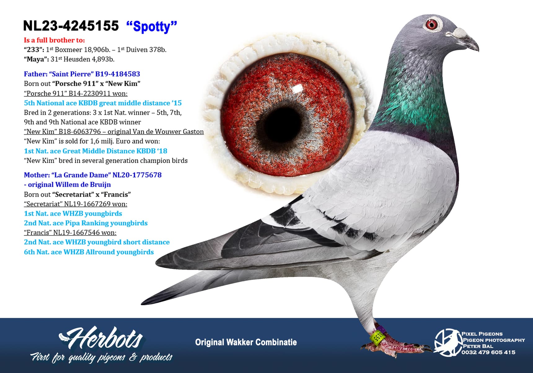 pigeon: undefined