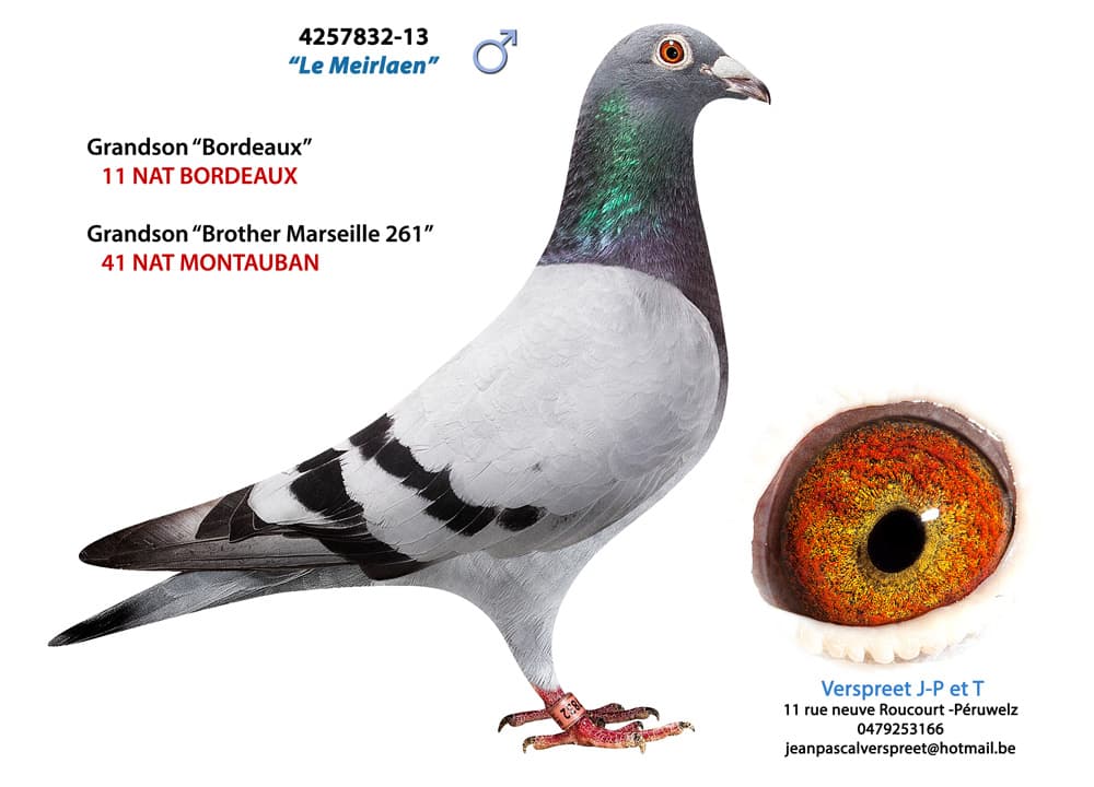 pigeon: undefined