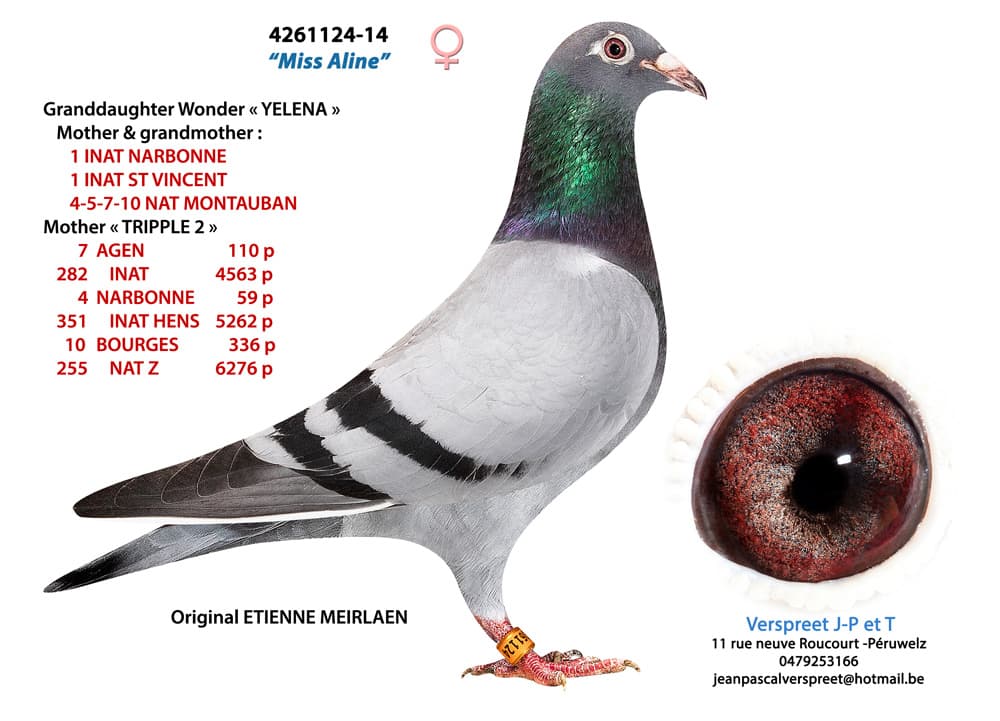 pigeon: undefined