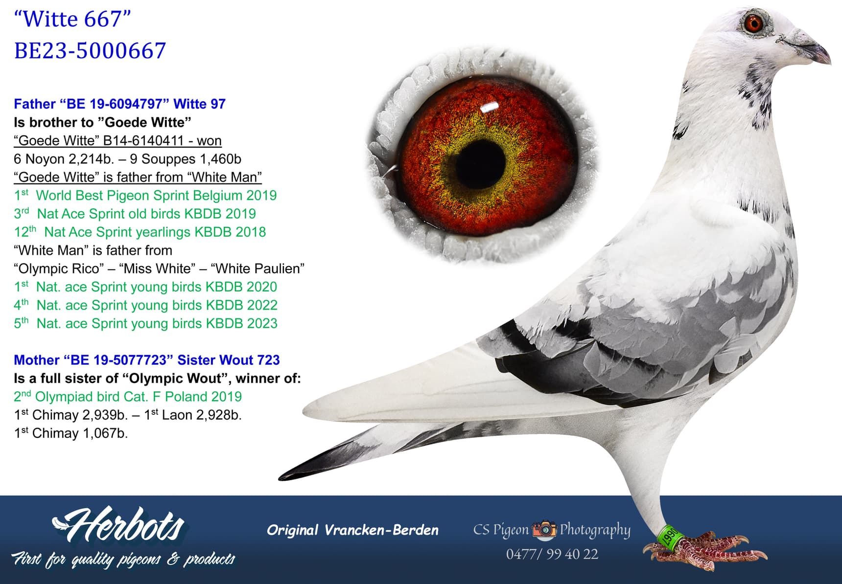 pigeon: undefined