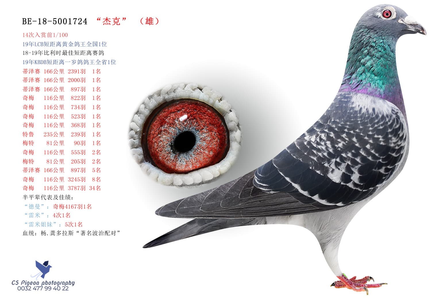 pigeon: undefined