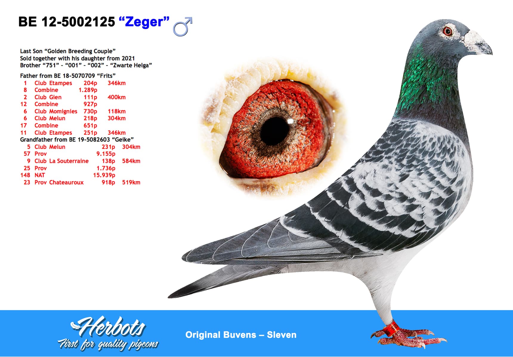 pigeon: undefined