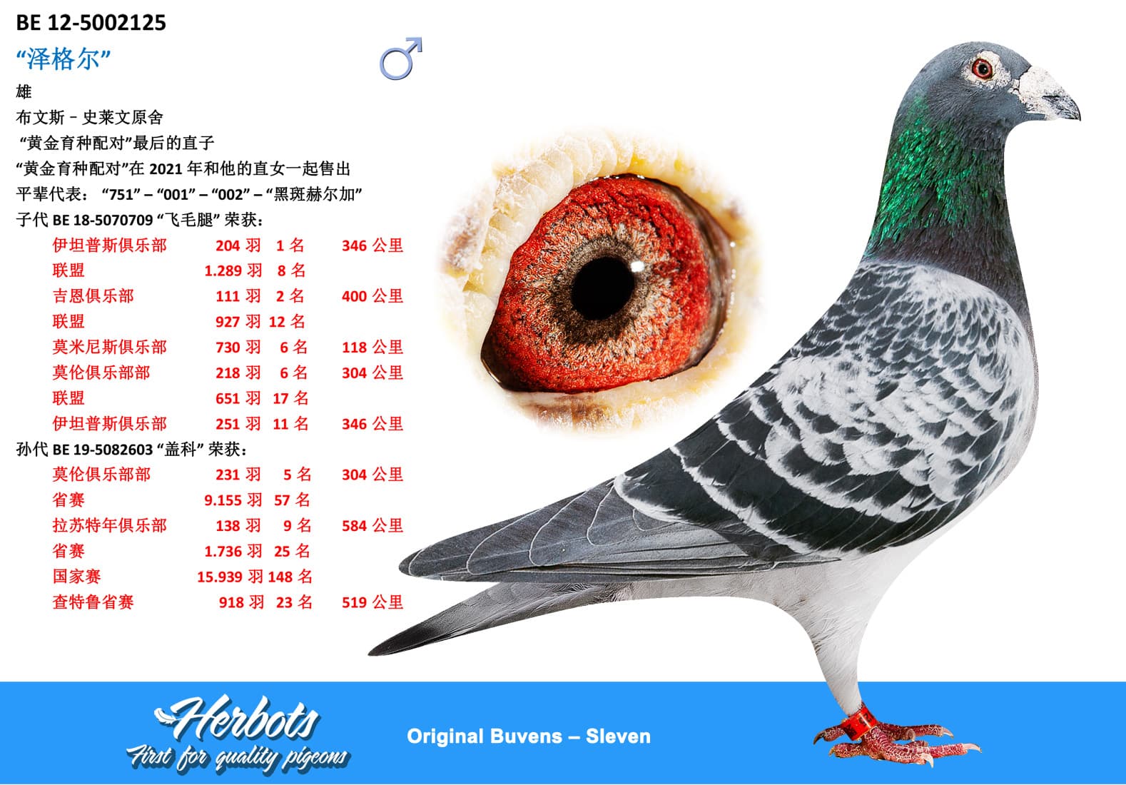 pigeon: undefined