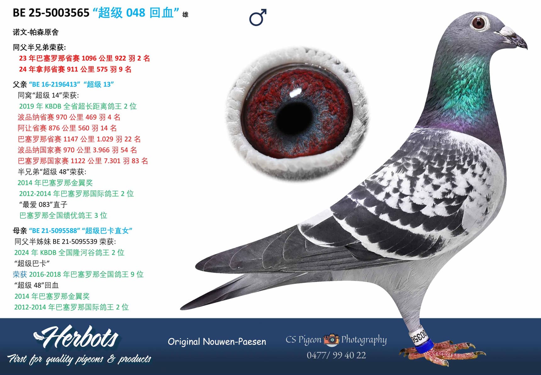 pigeon: undefined