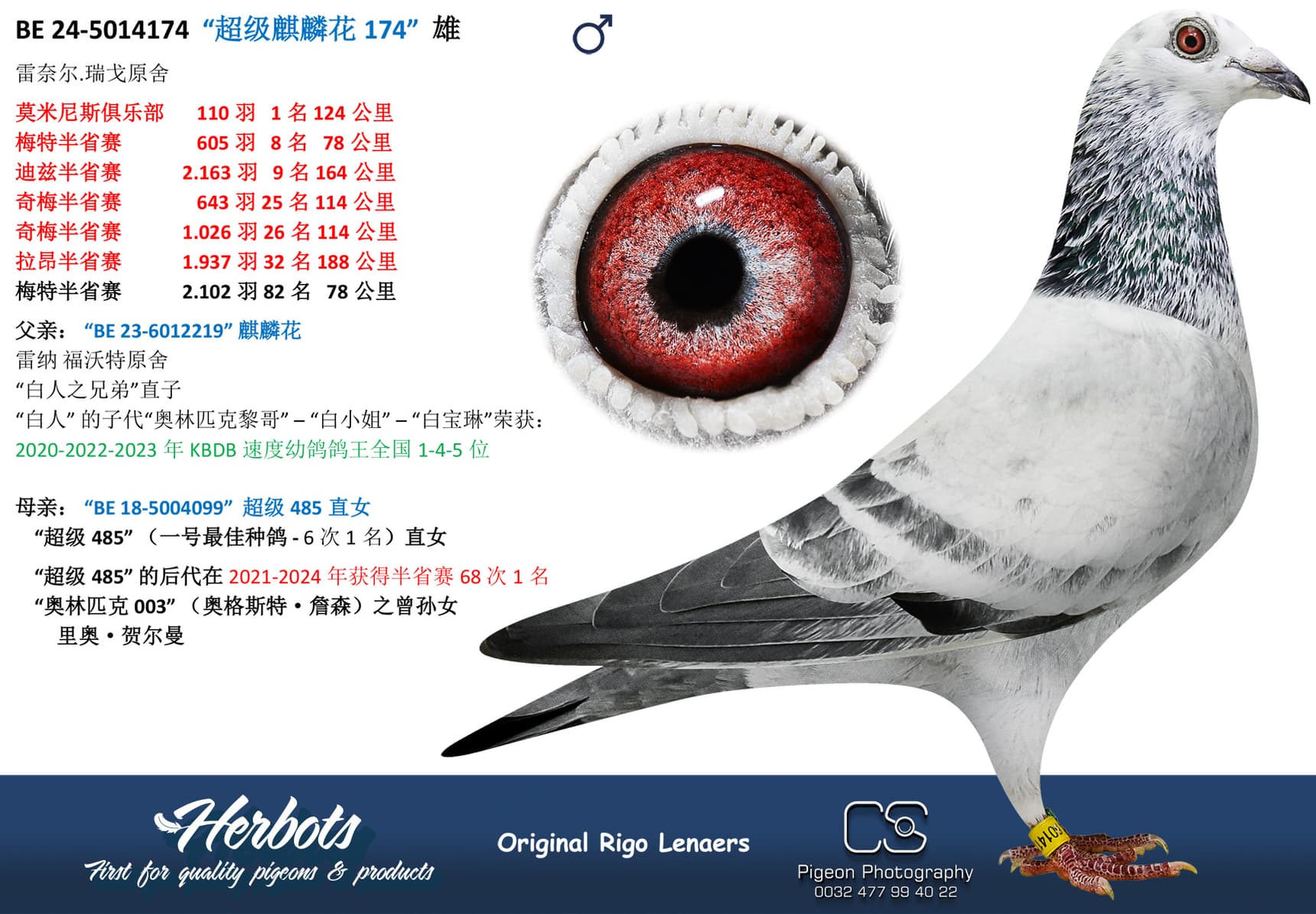 pigeon: “超级麒麟花174”