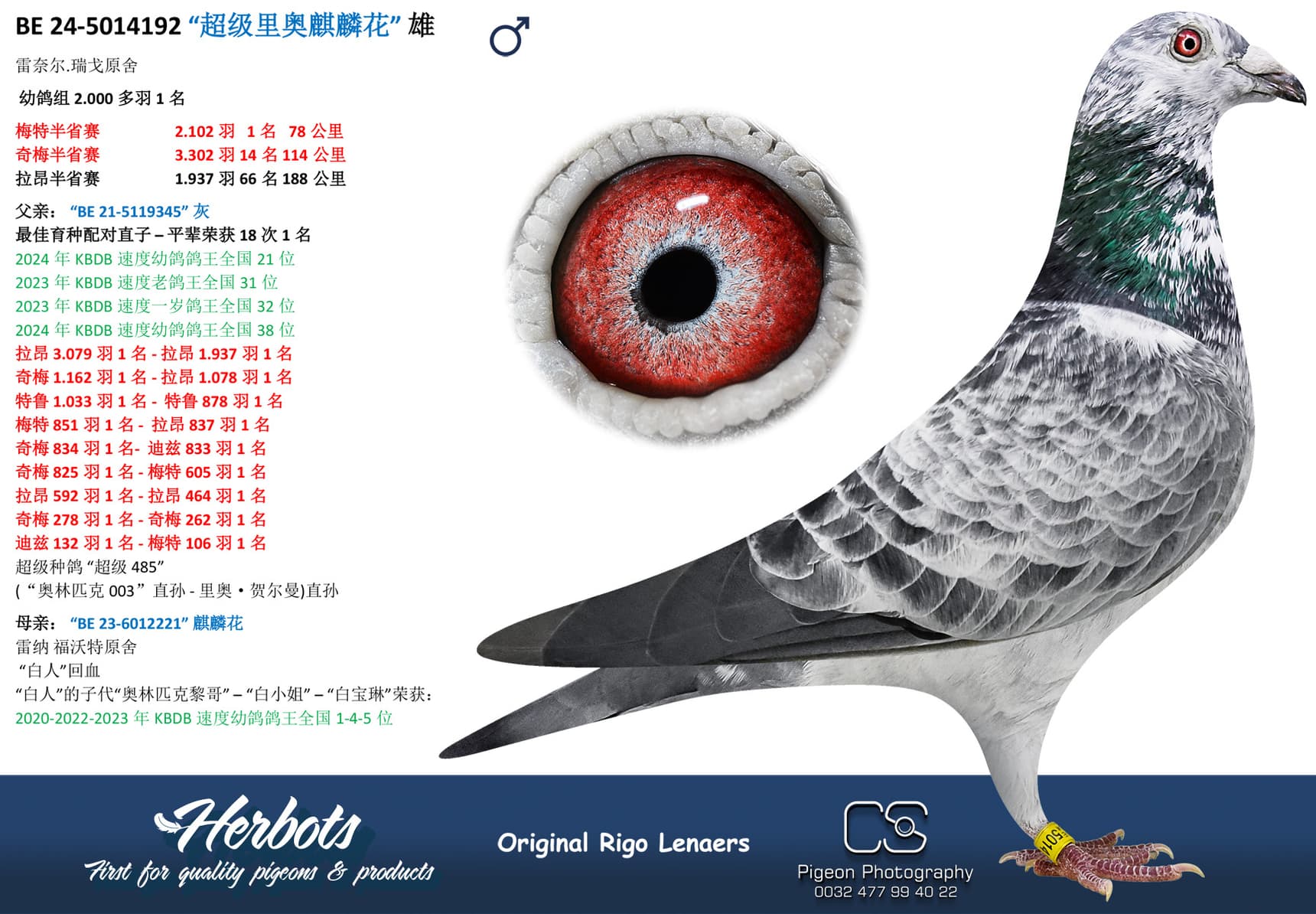 pigeon: “超级里奥麒麟花”