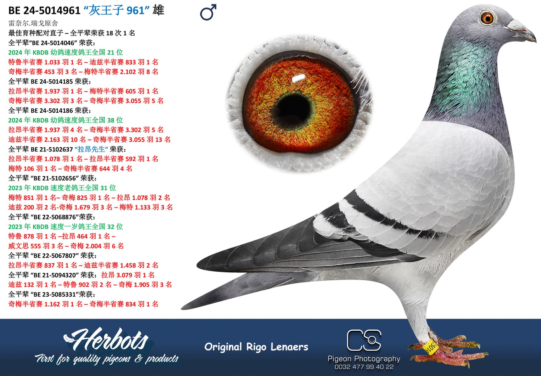 pigeon: “灰王子 961”