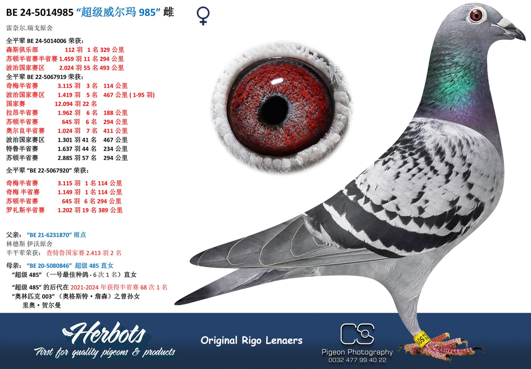 pigeon: “超级威尔玛985”
