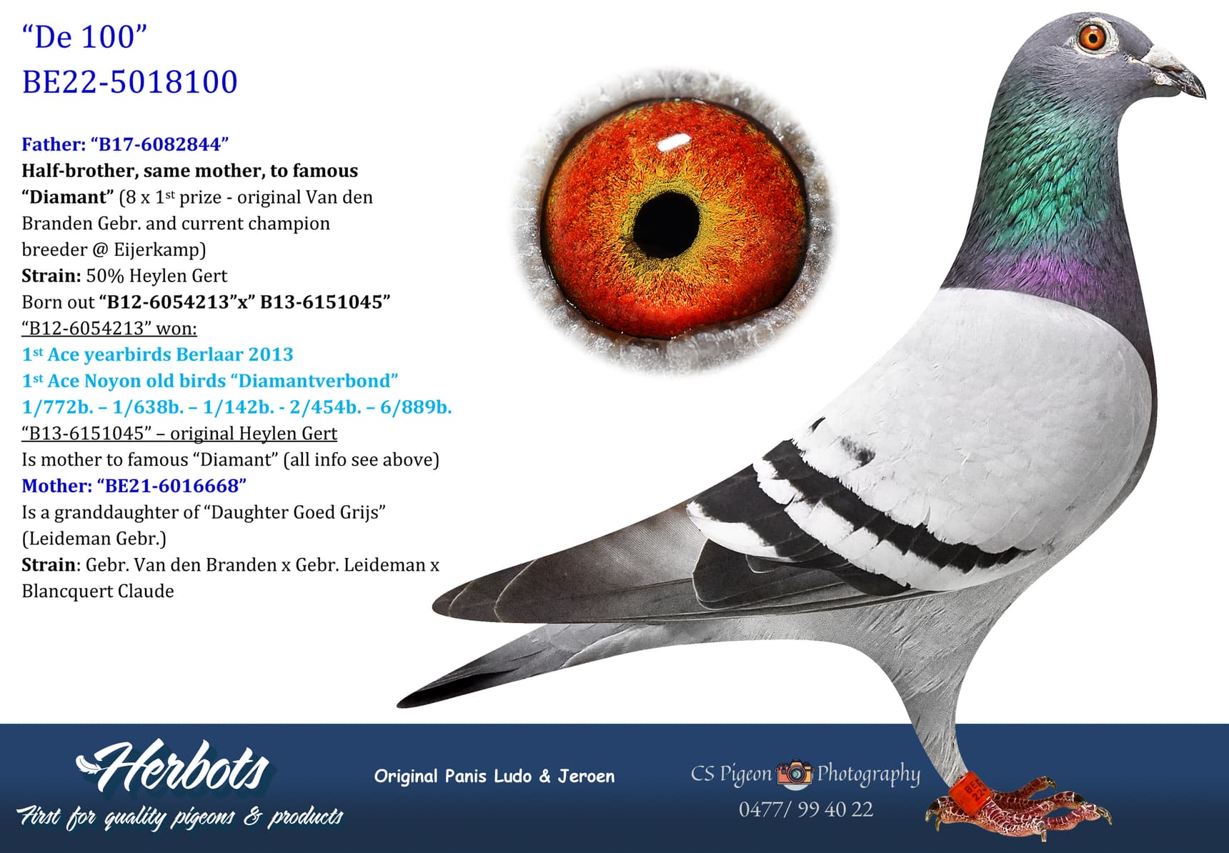 pigeon: undefined