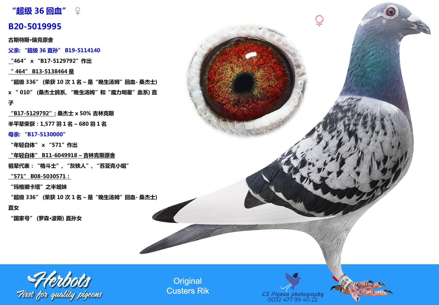 pigeon: undefined