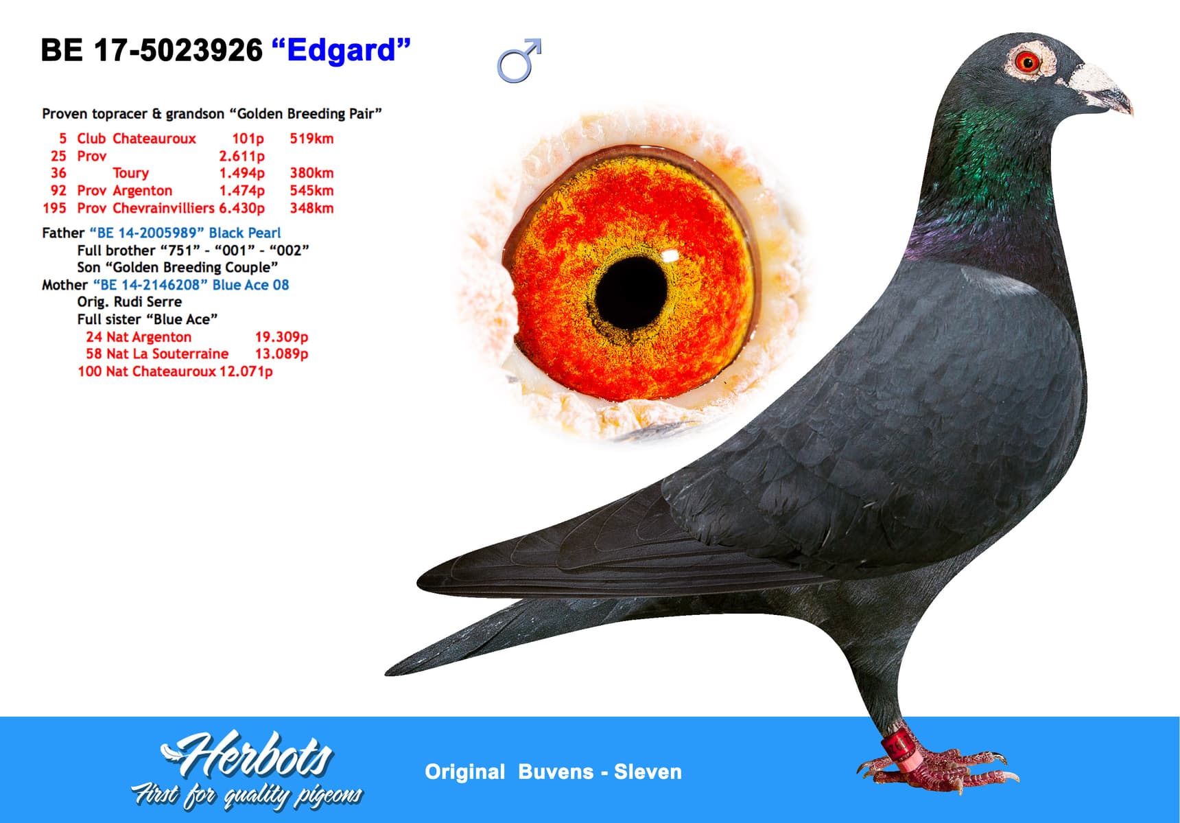 pigeon: undefined