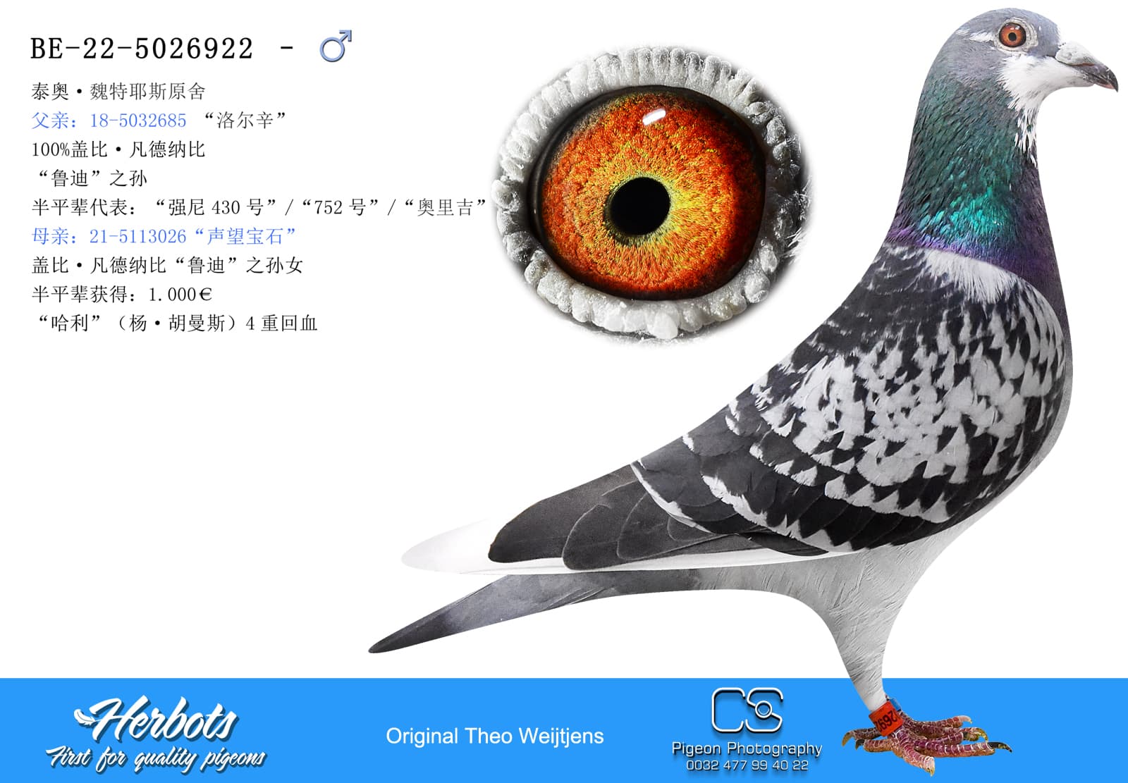 pigeon: undefined