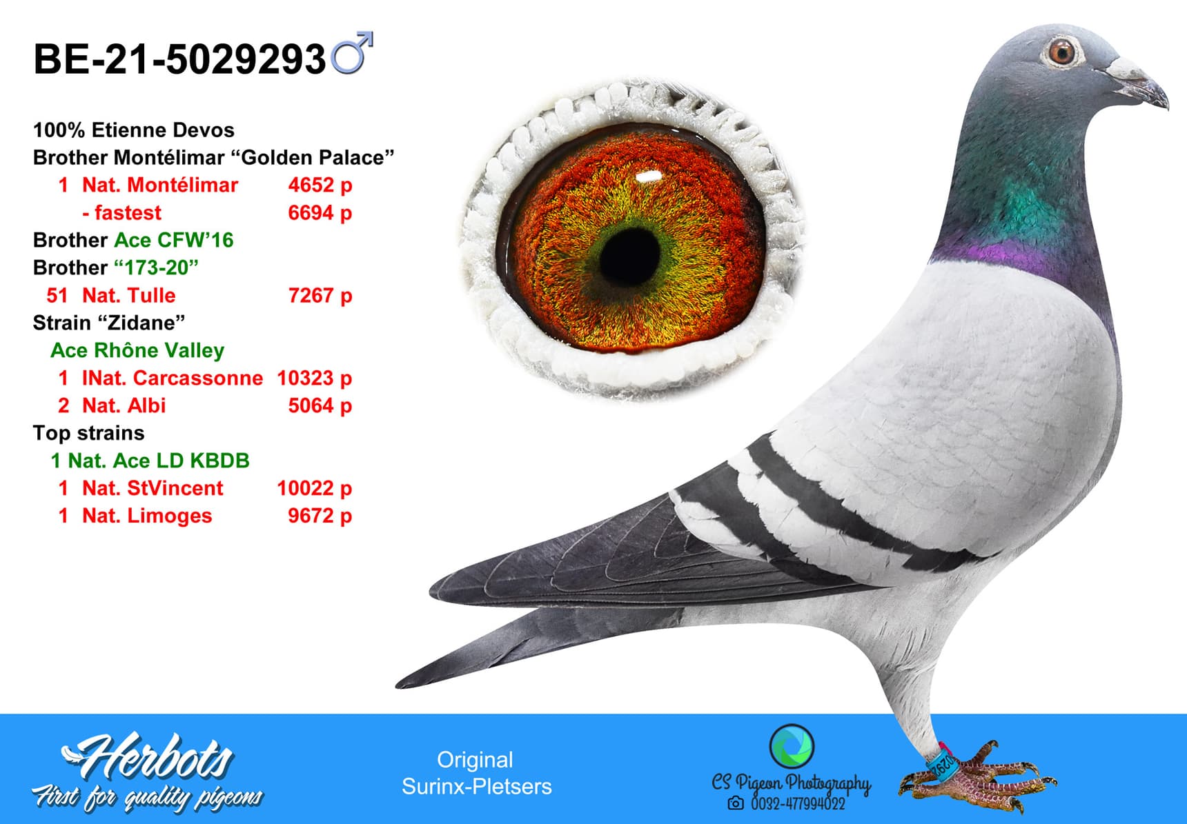 pigeon: undefined
