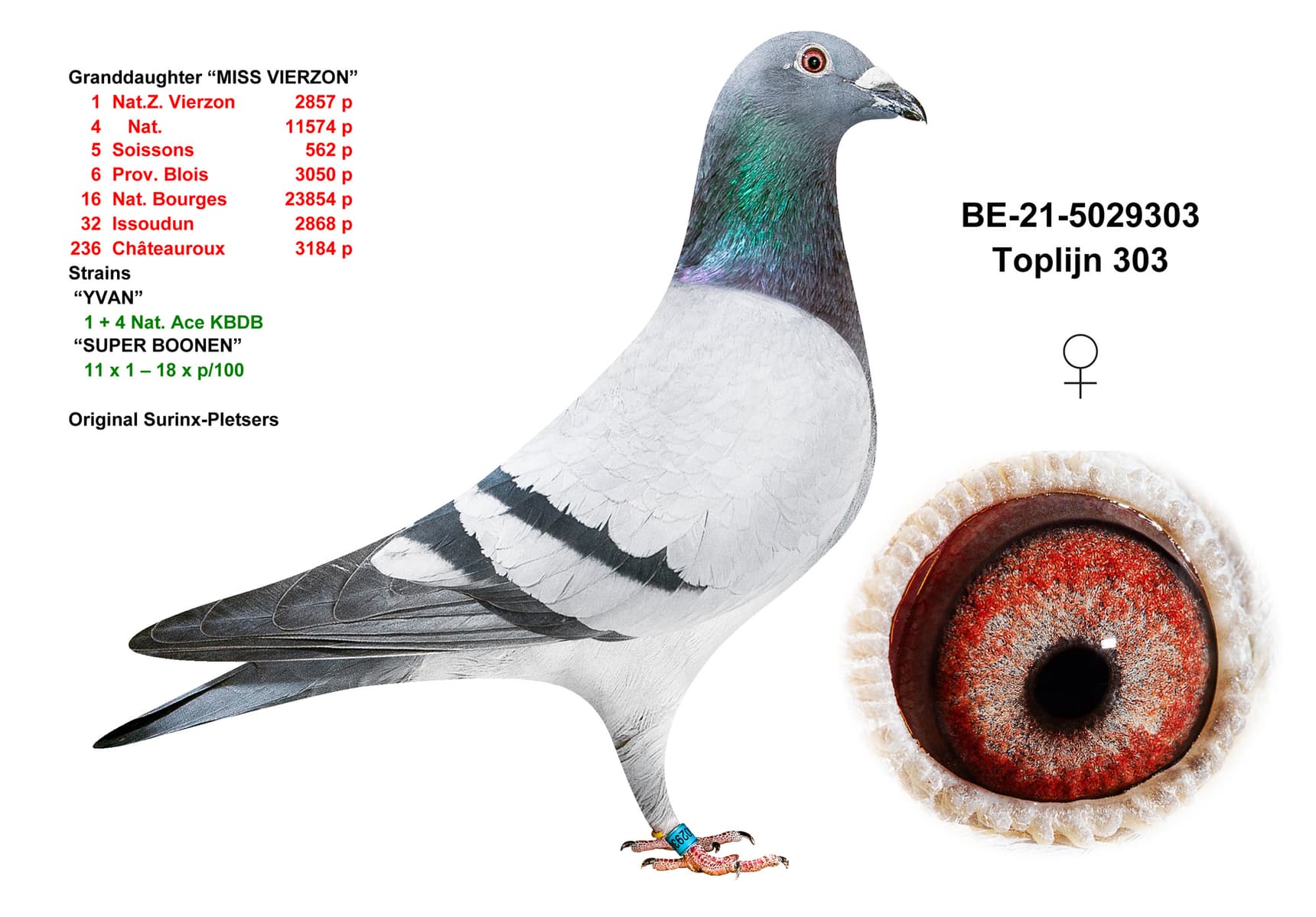 pigeon: undefined