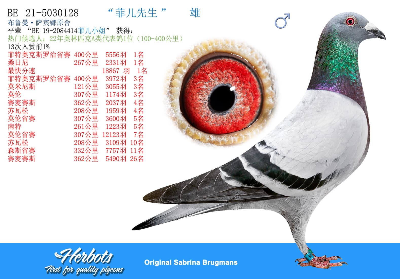 pigeon: undefined