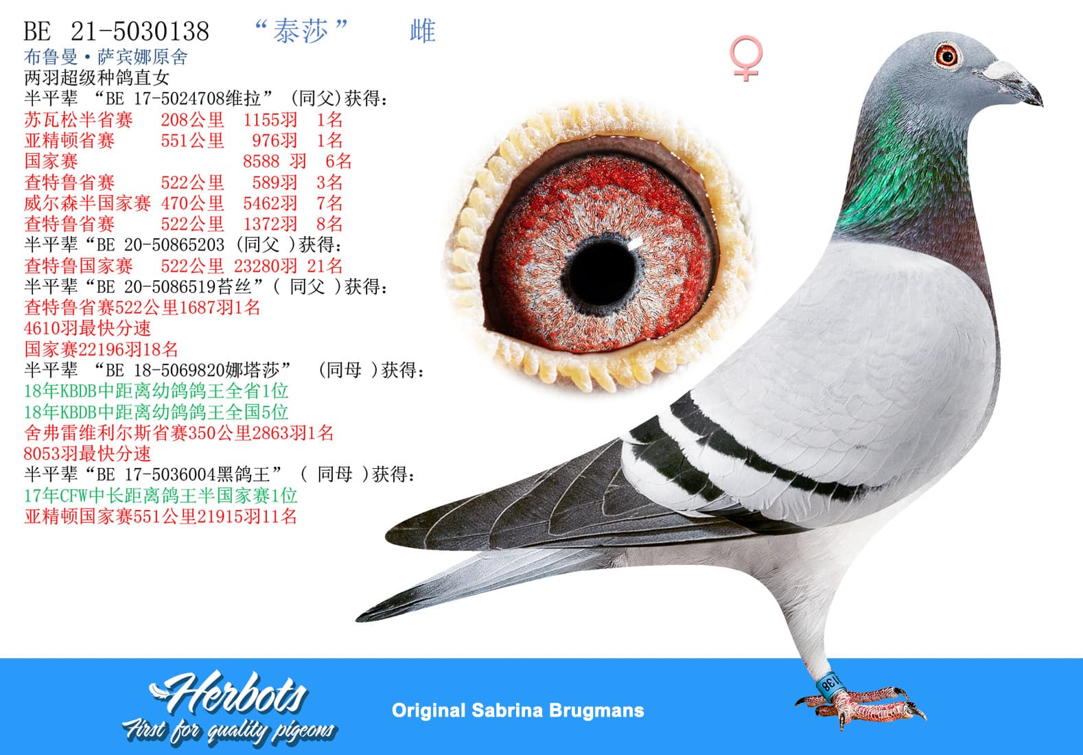 pigeon: undefined
