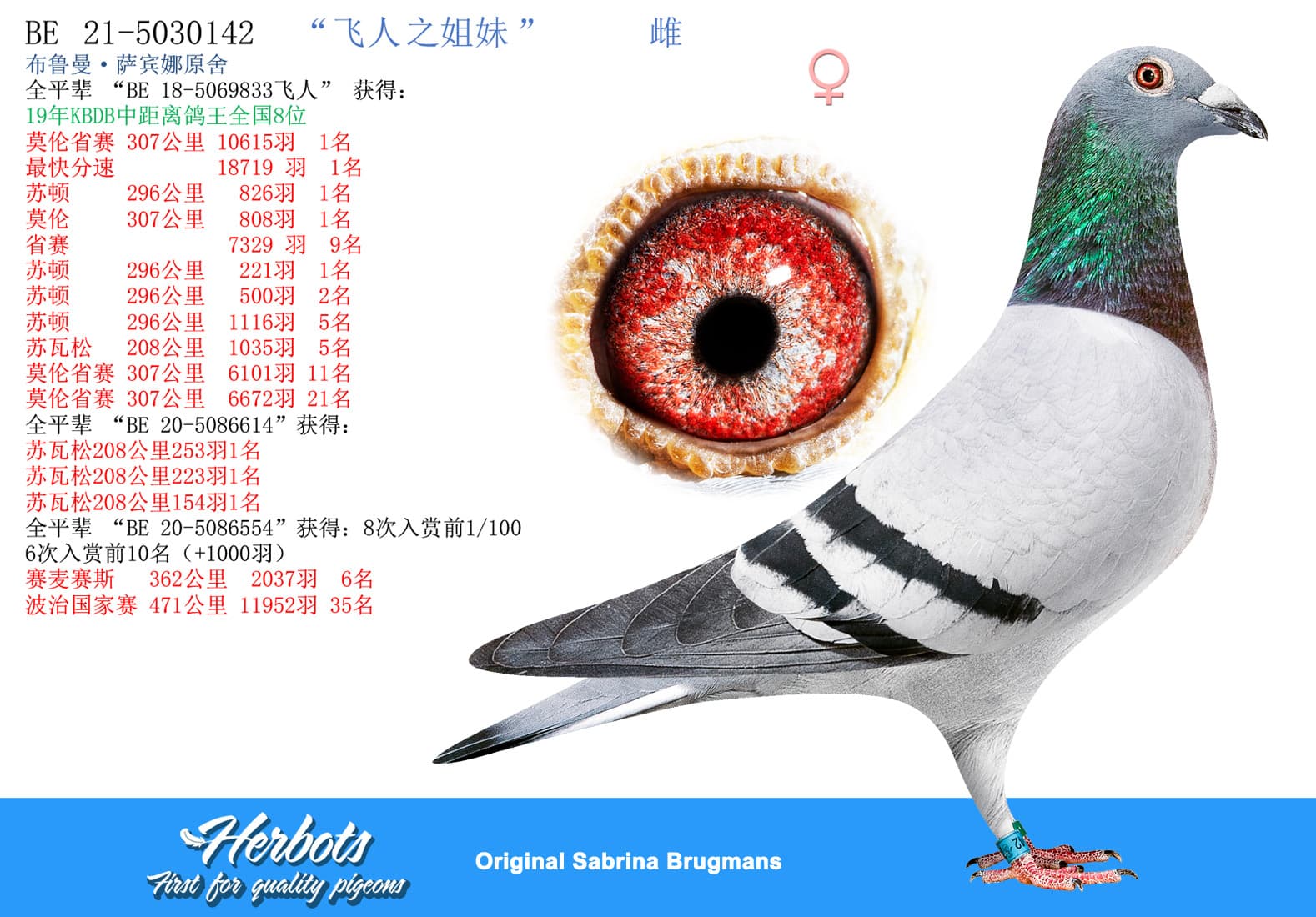 pigeon: undefined