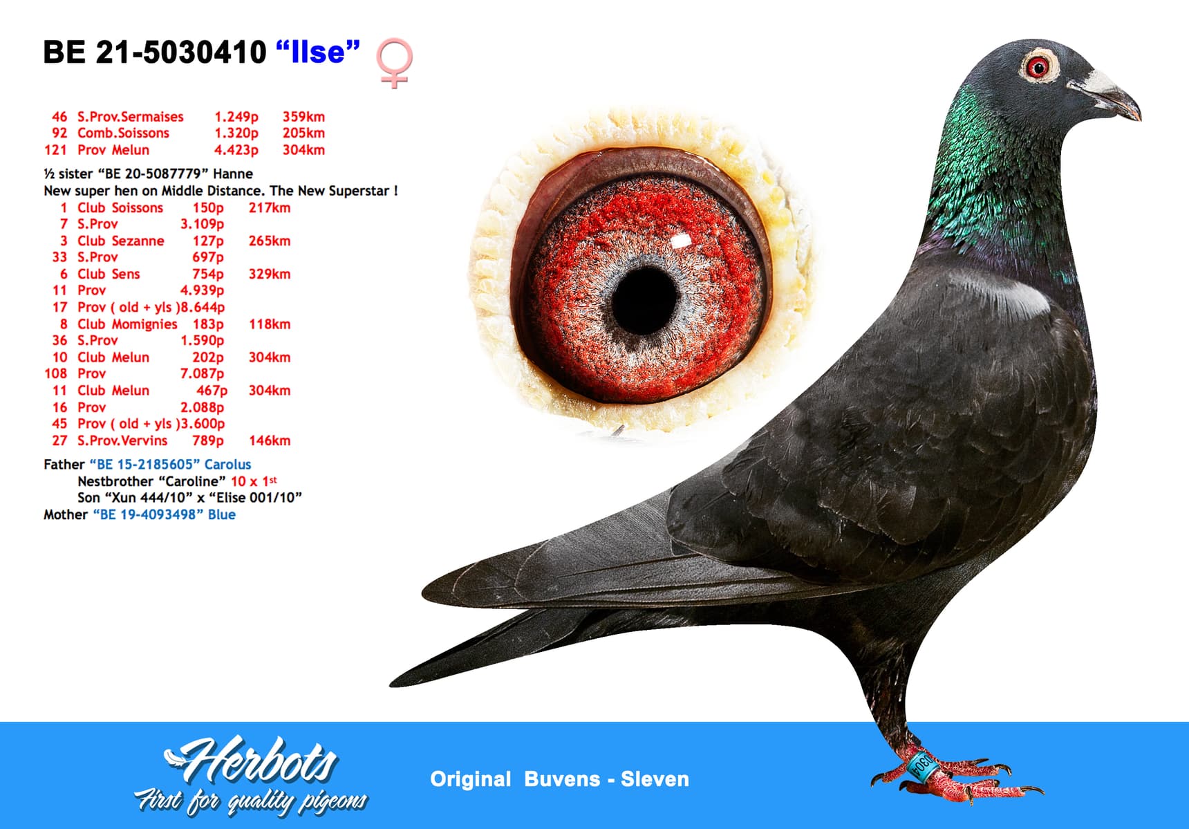 pigeon: undefined