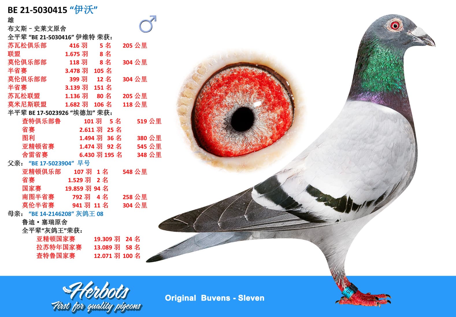 pigeon: undefined