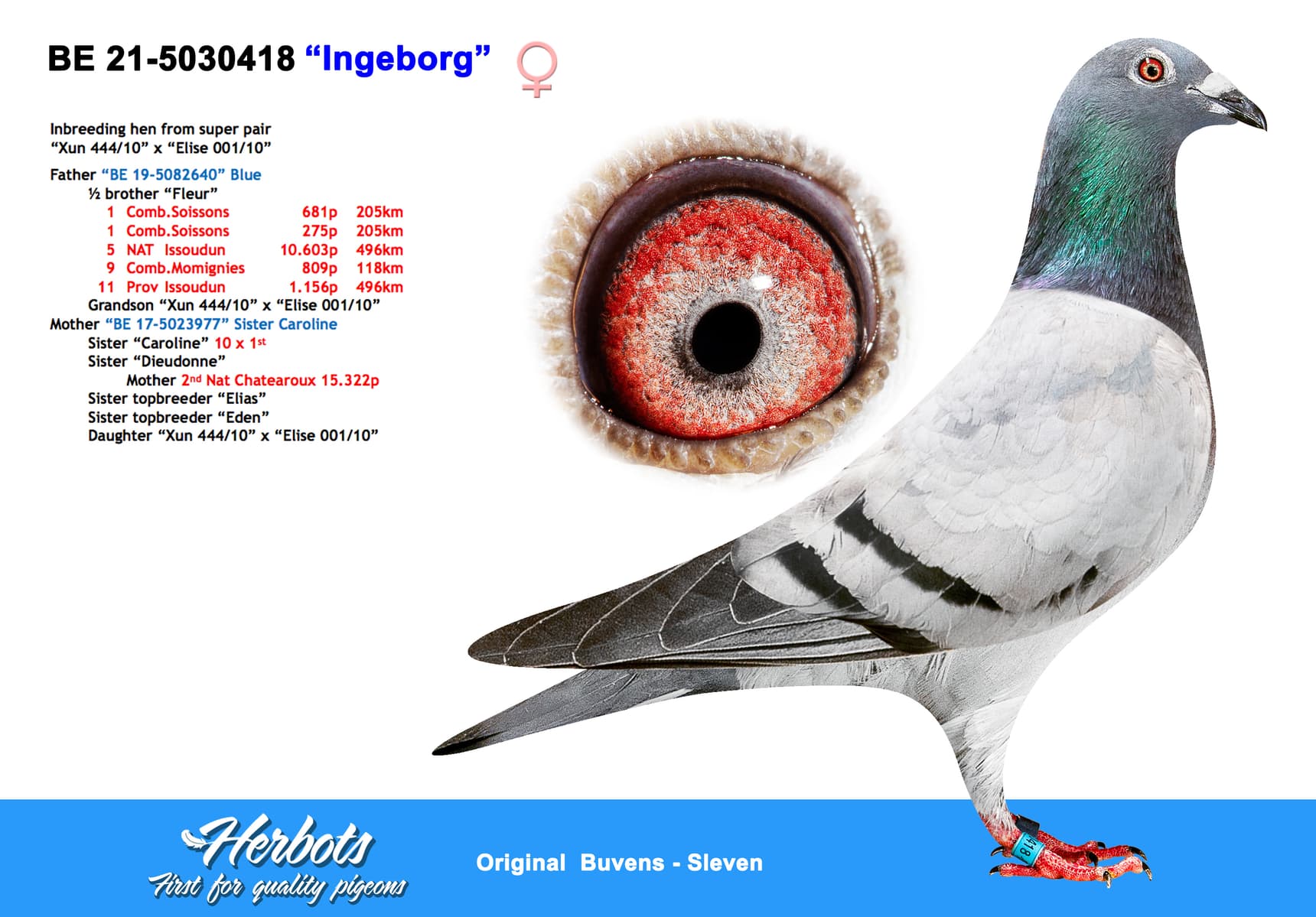 pigeon: undefined