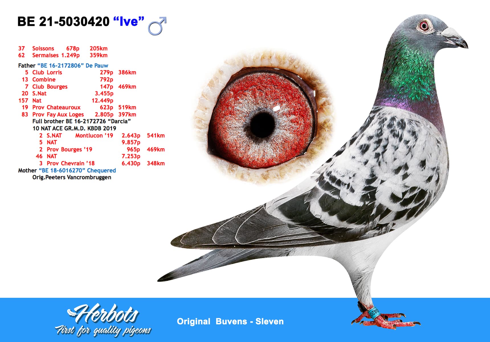 pigeon: undefined