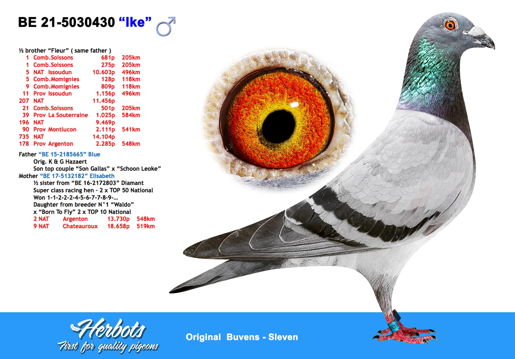 pigeon: undefined
