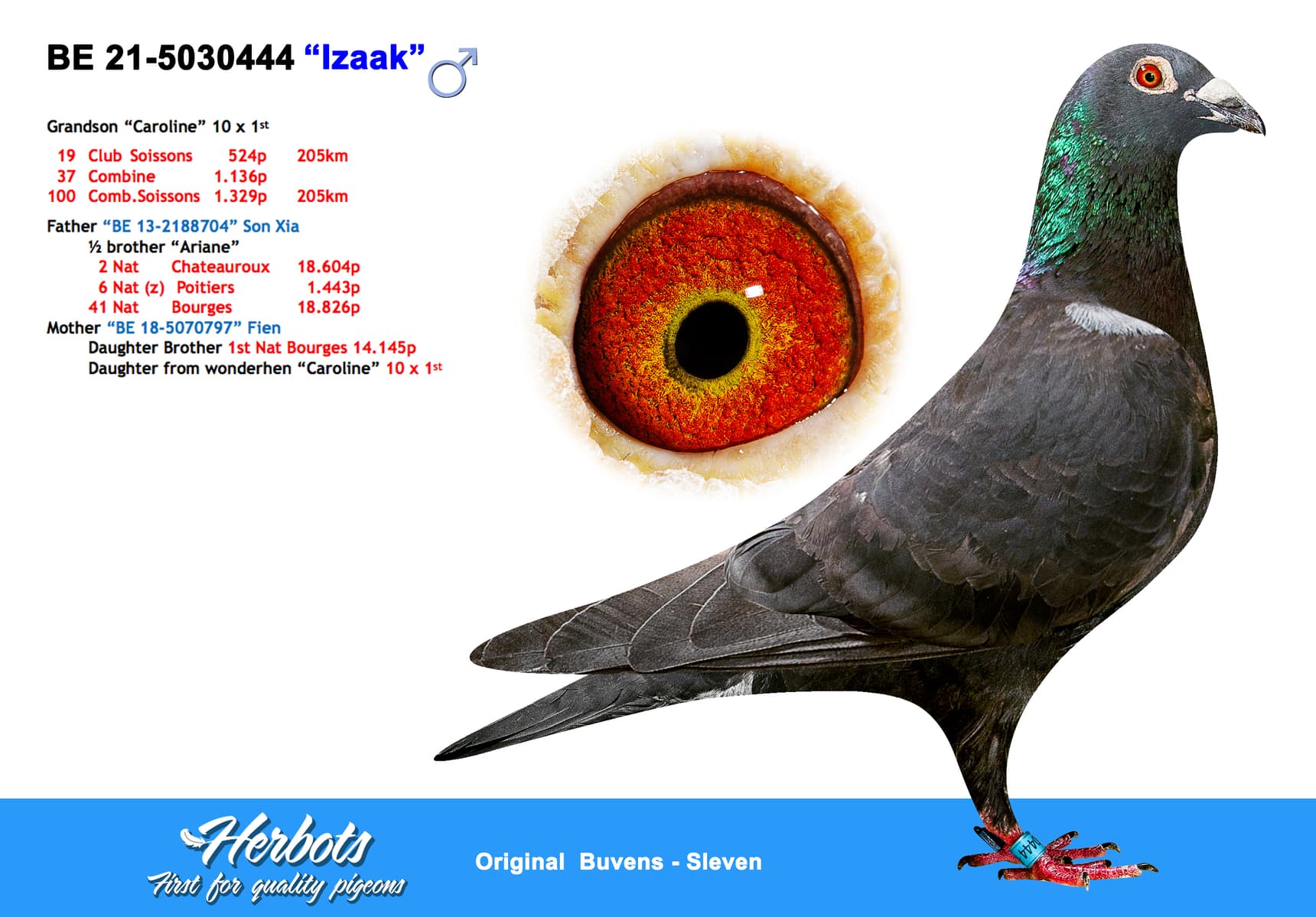 pigeon: undefined