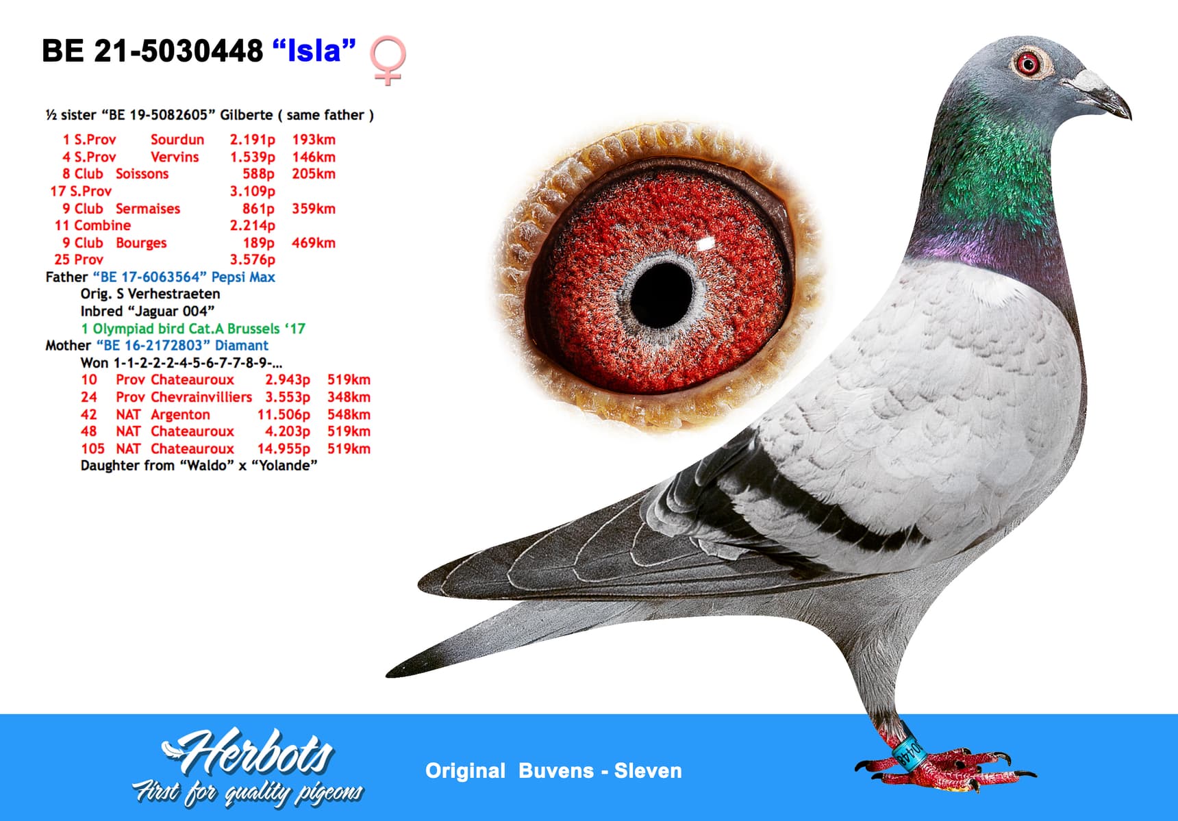 pigeon: undefined