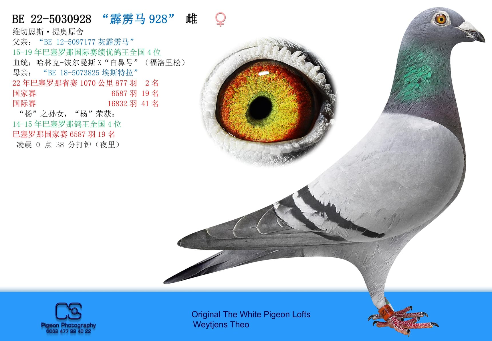 pigeon: “霹雳马928”