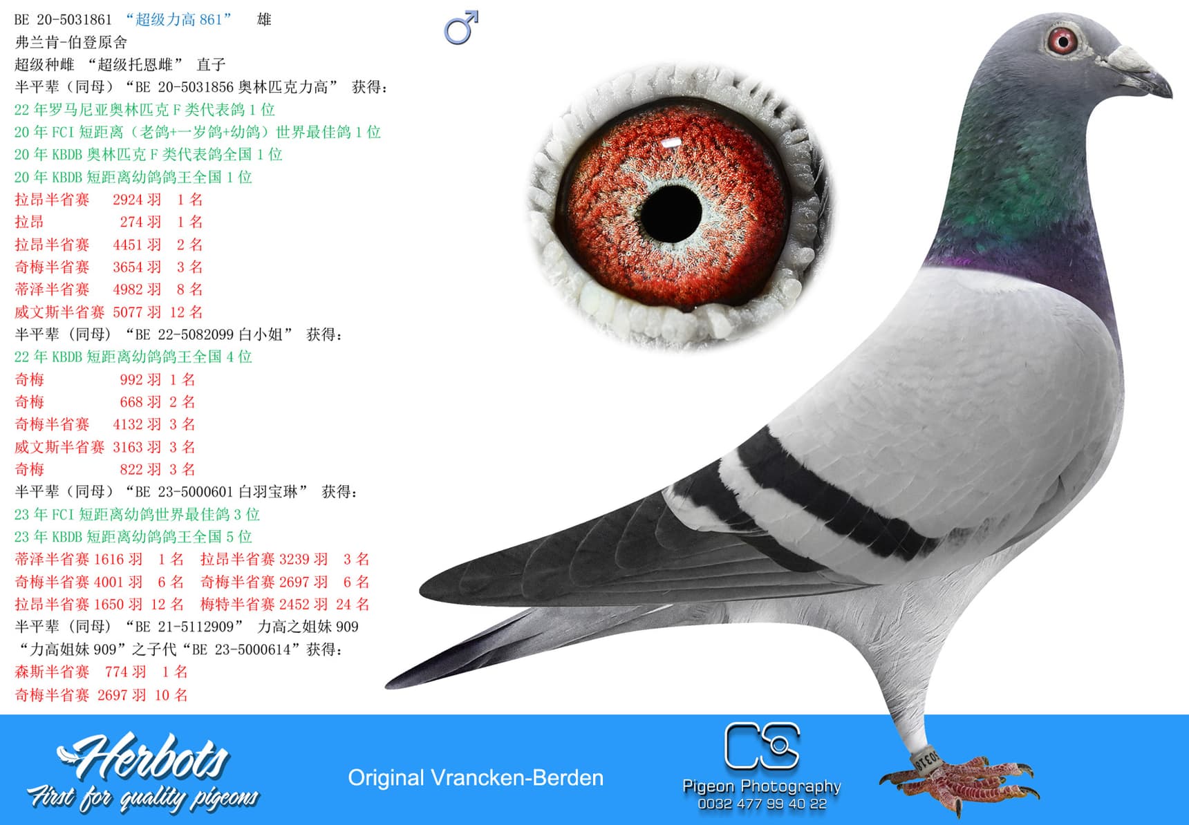 pigeon: undefined