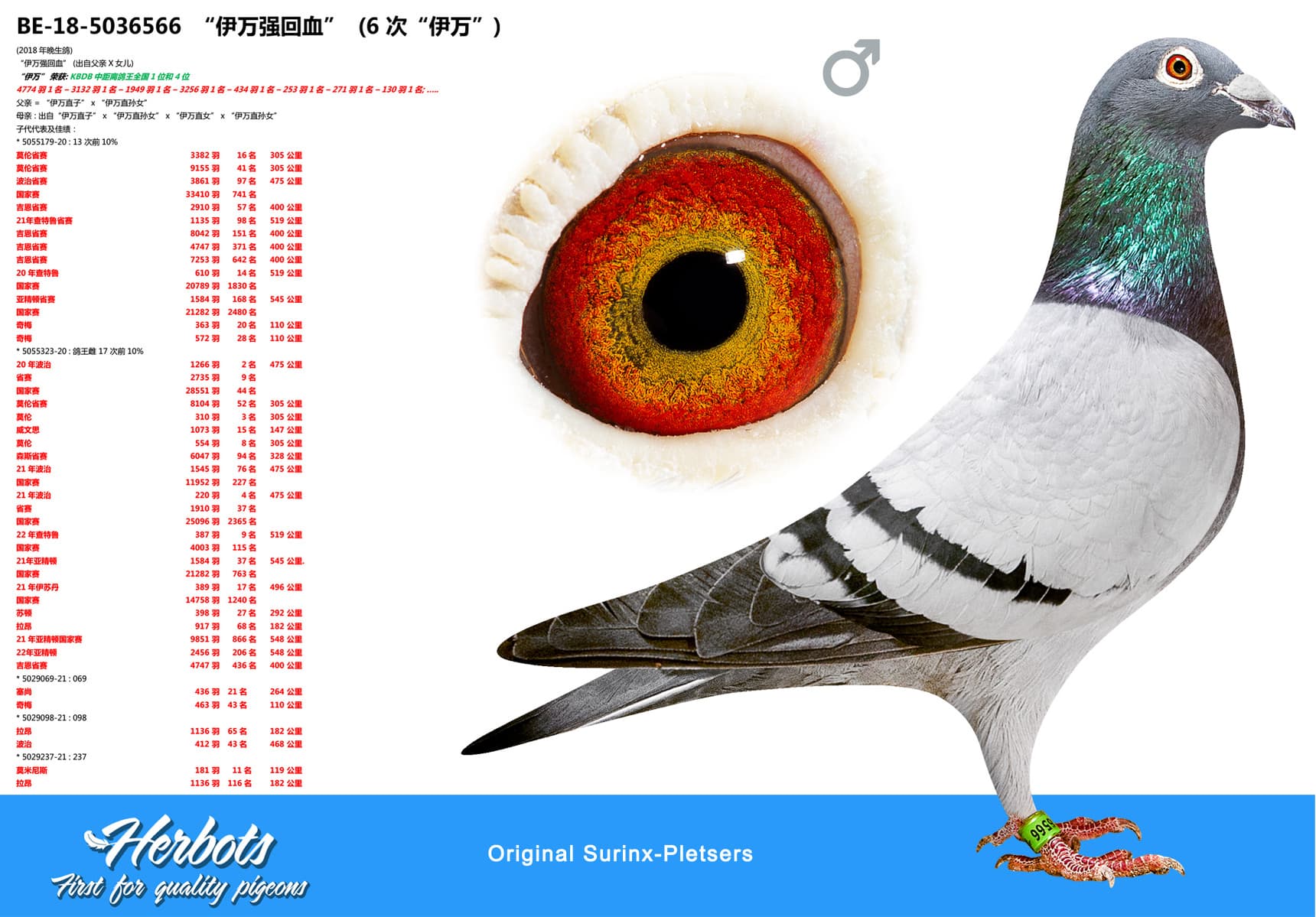 pigeon: undefined