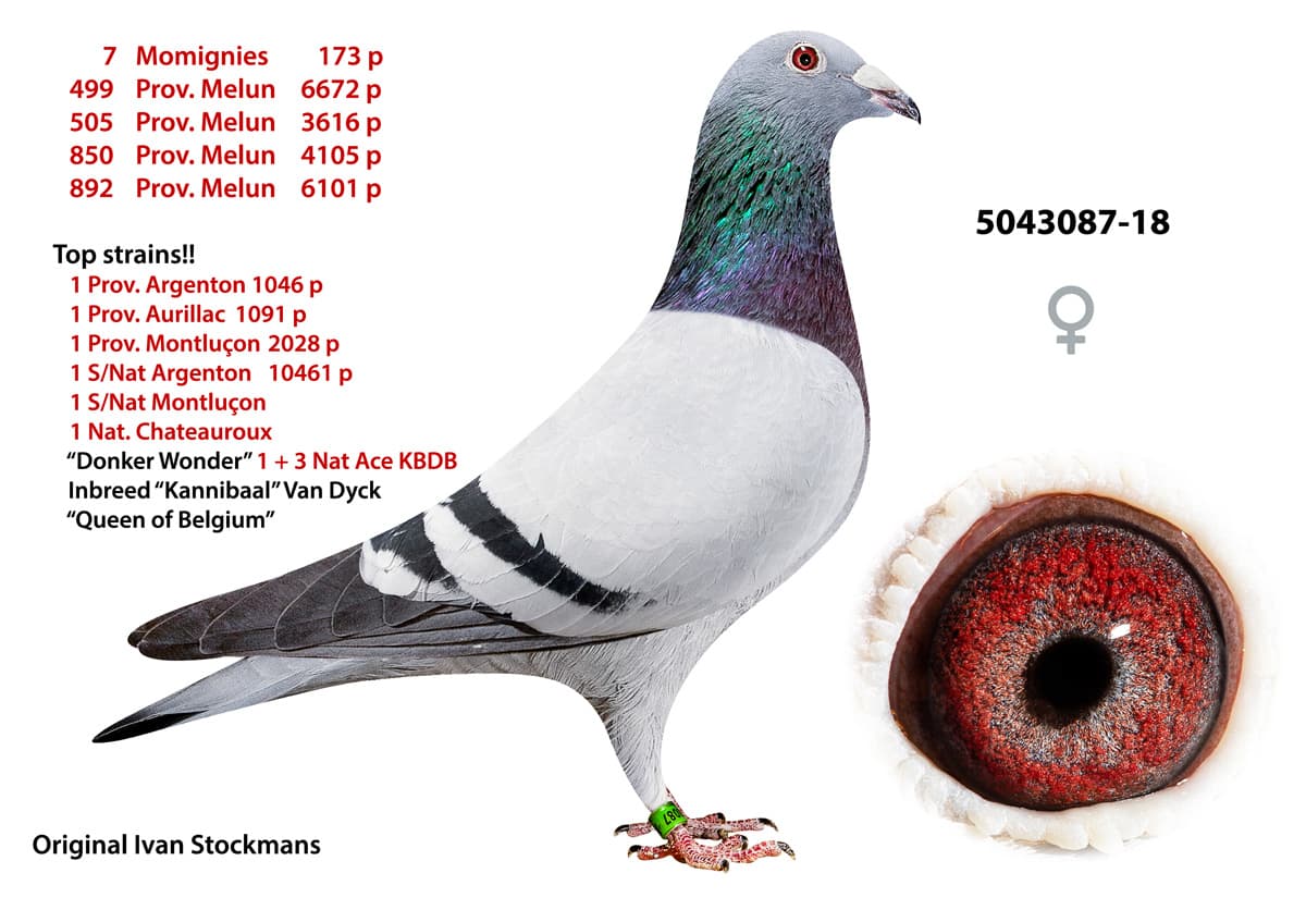 pigeon: undefined