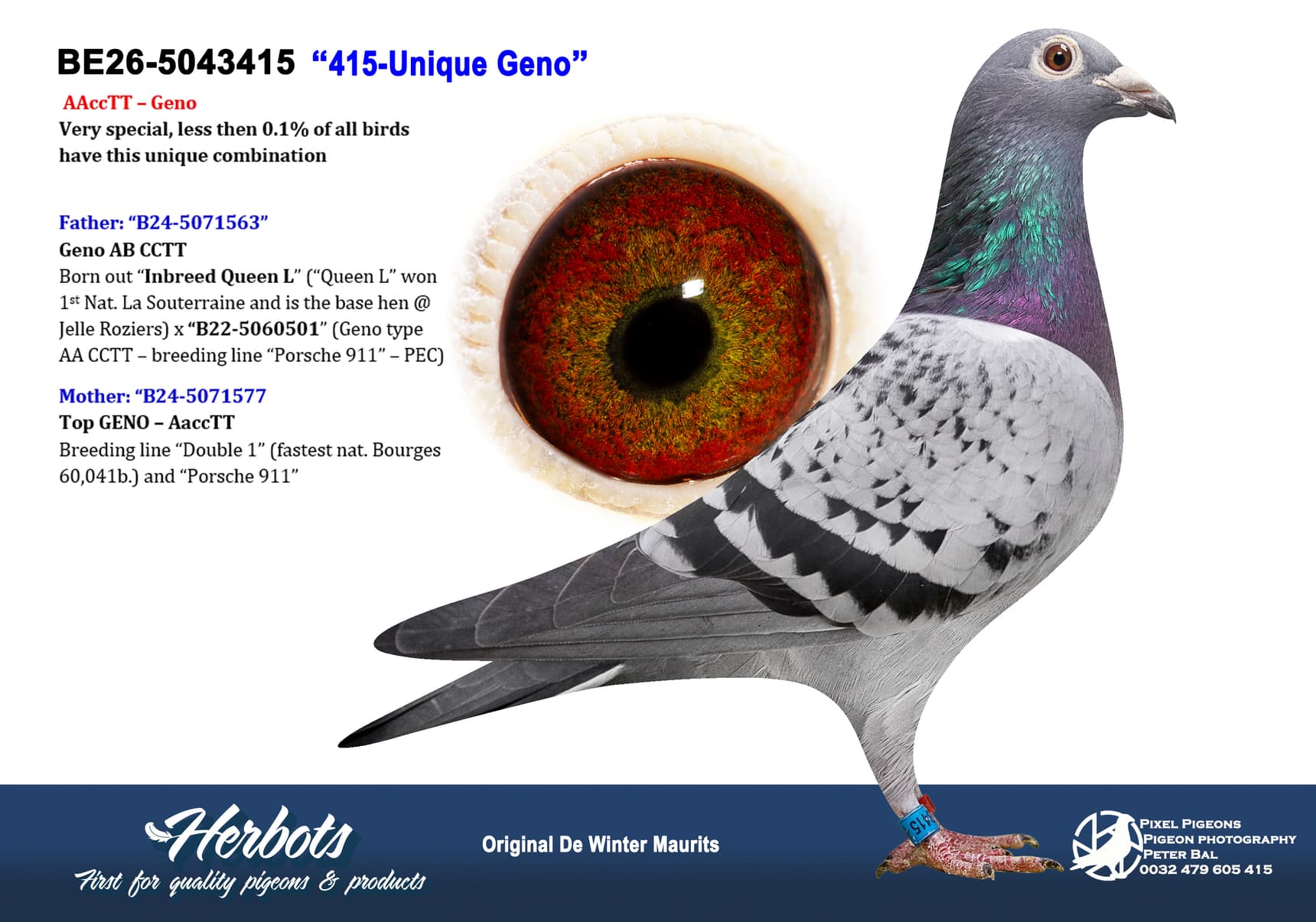 pigeon: undefined