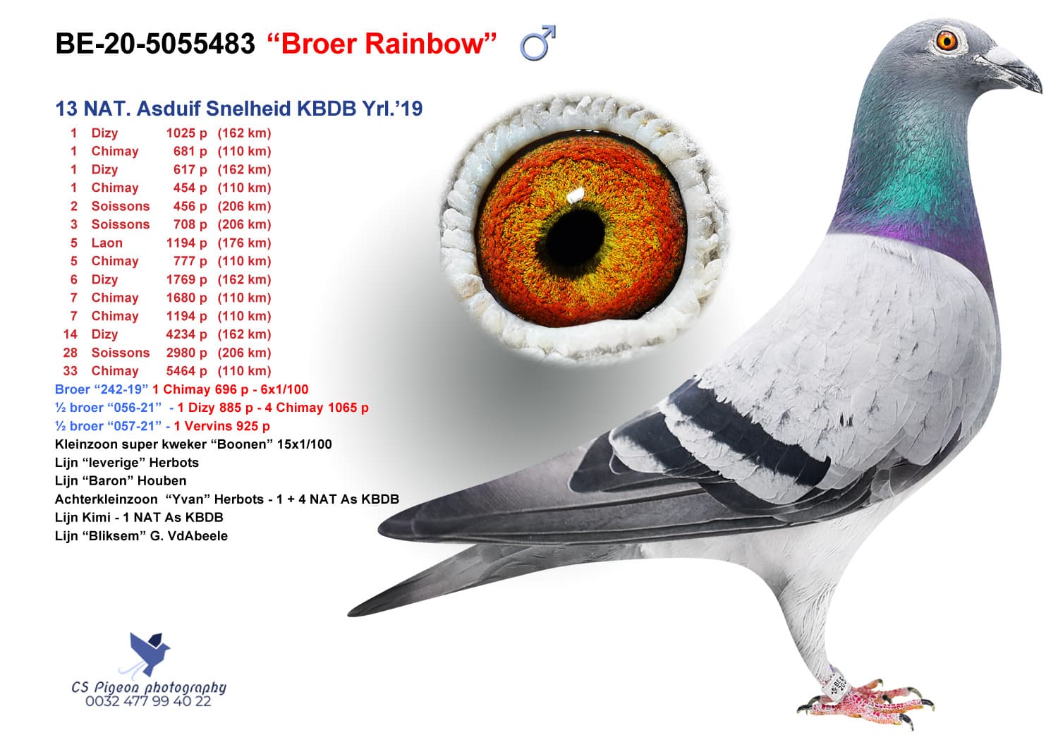 pigeon: undefined