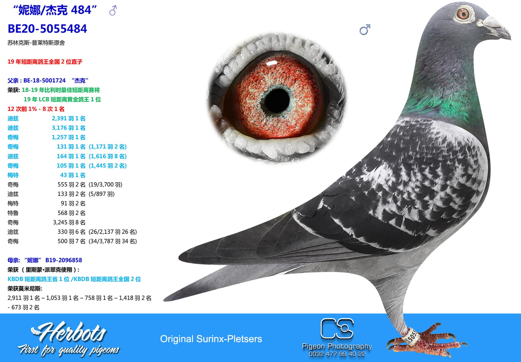 pigeon: undefined