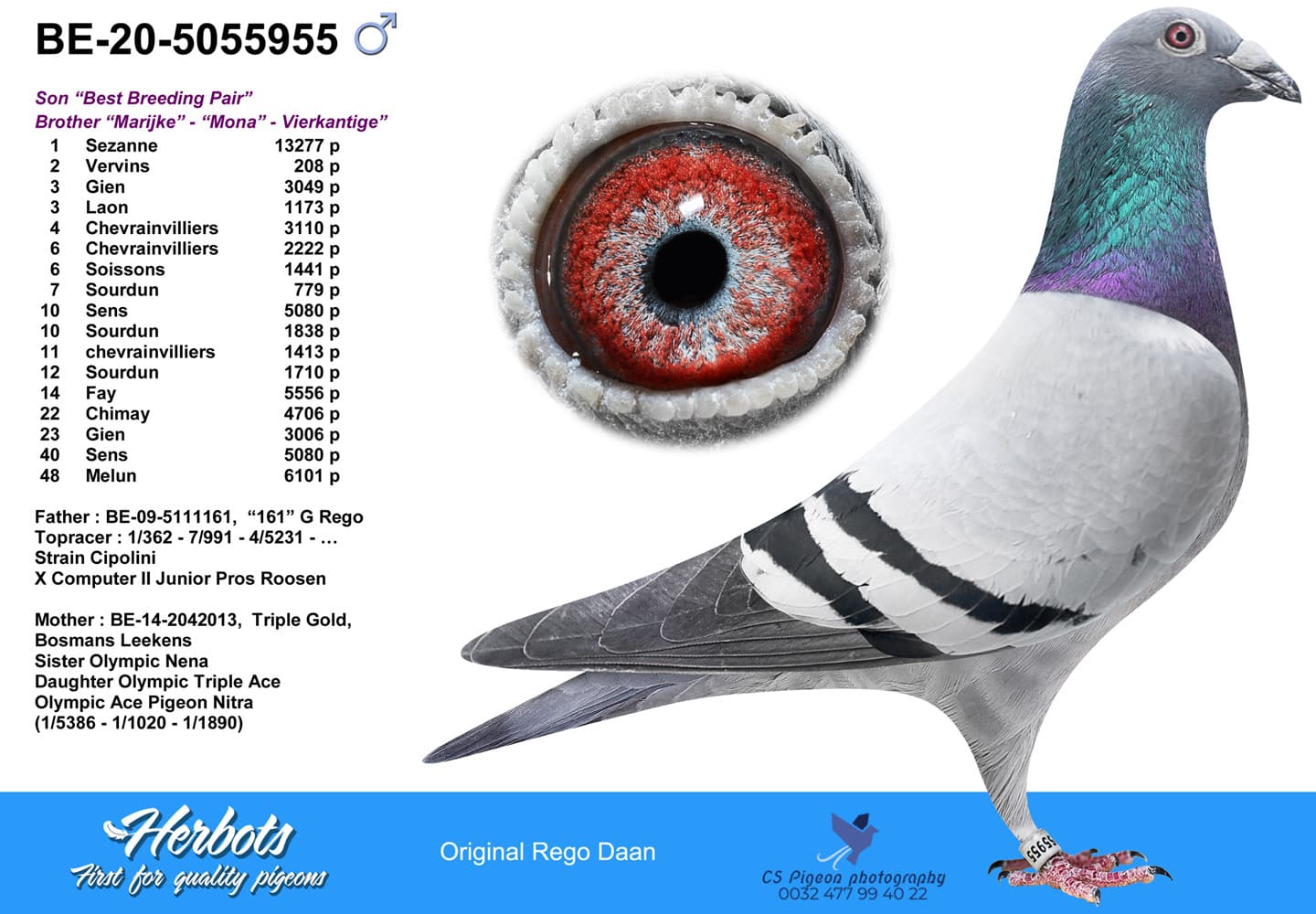 pigeon: undefined