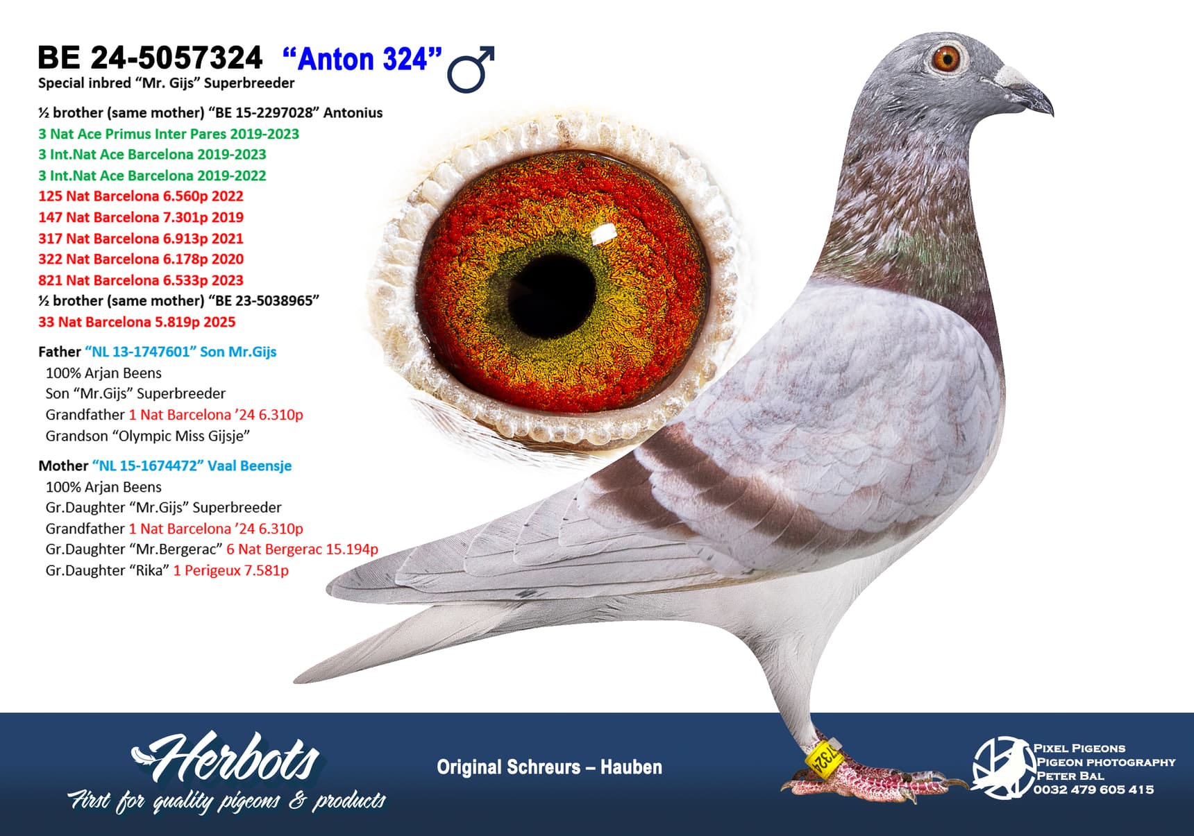 pigeon: undefined