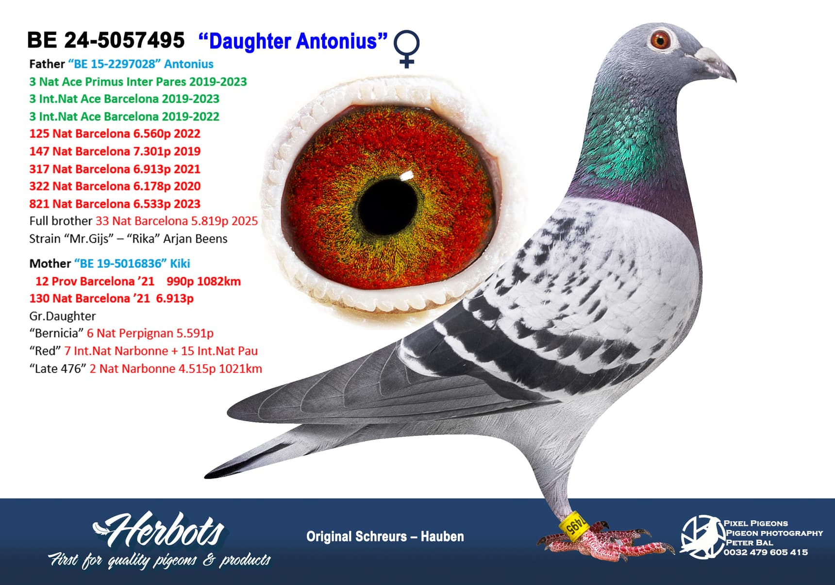 pigeon: undefined